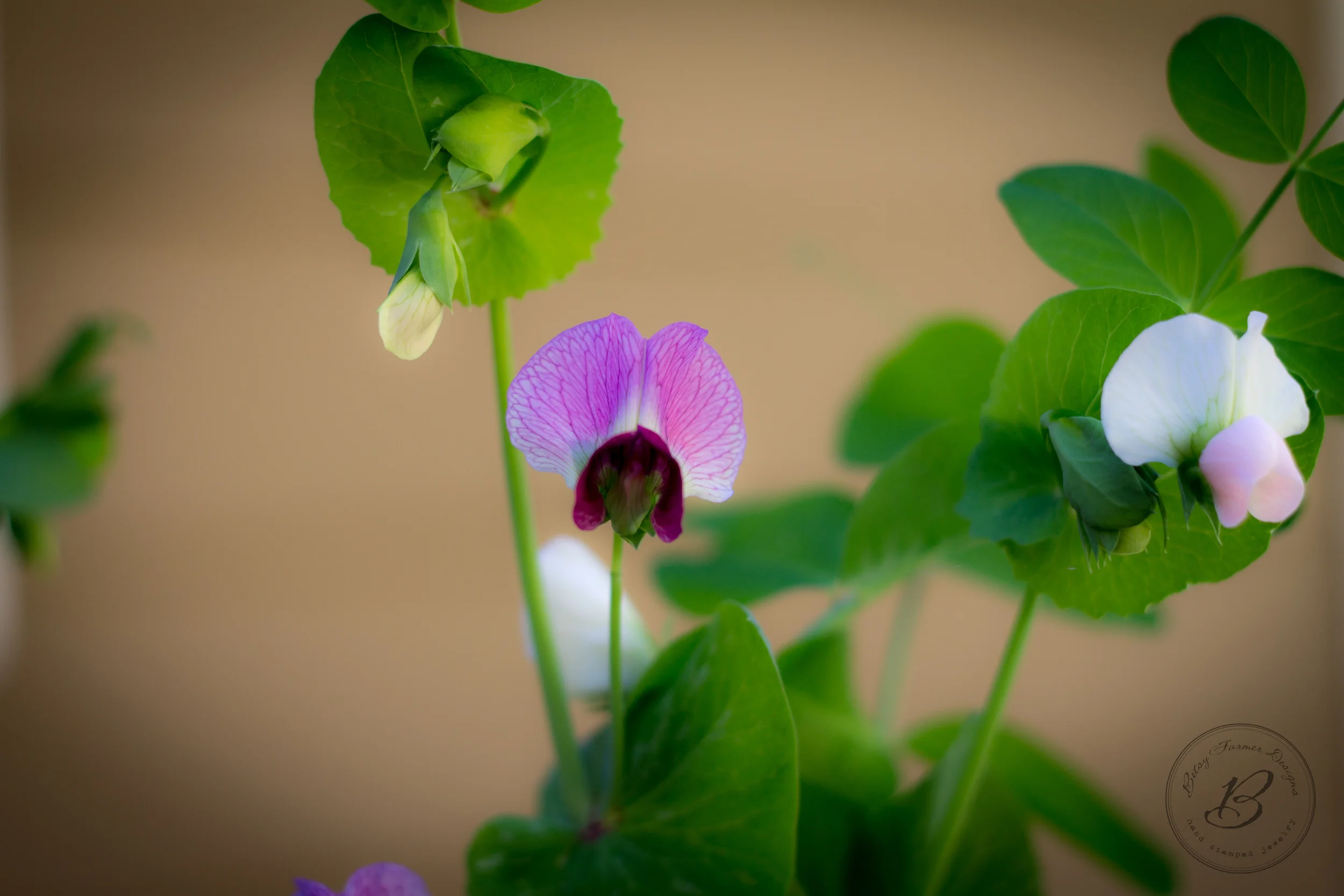 I love how a couple of these pea blooms are dark purple. 