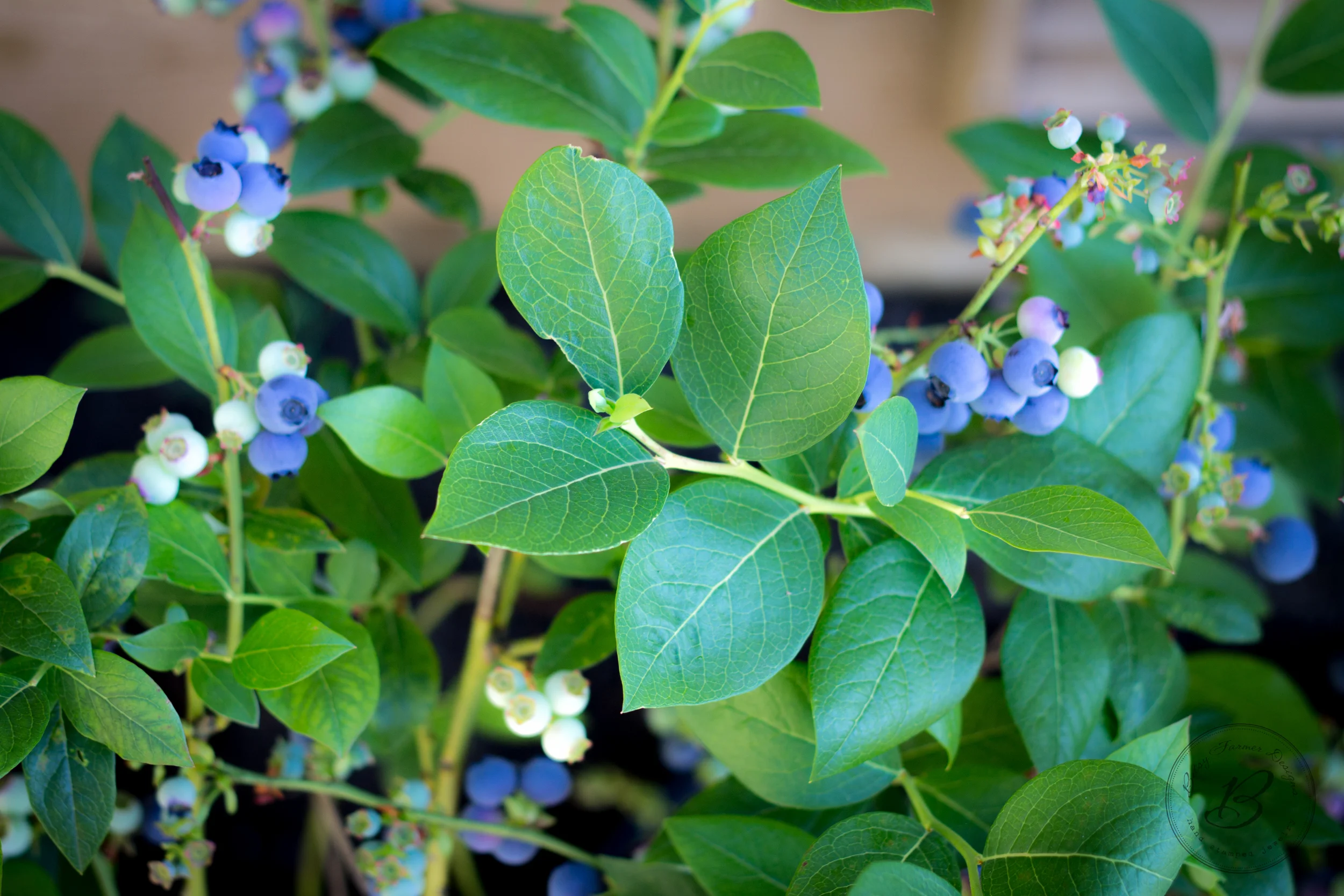 Oh, and I guess I can grow blueberries. I bought this plant last year and it was so fun to watch it change through the seasons.
