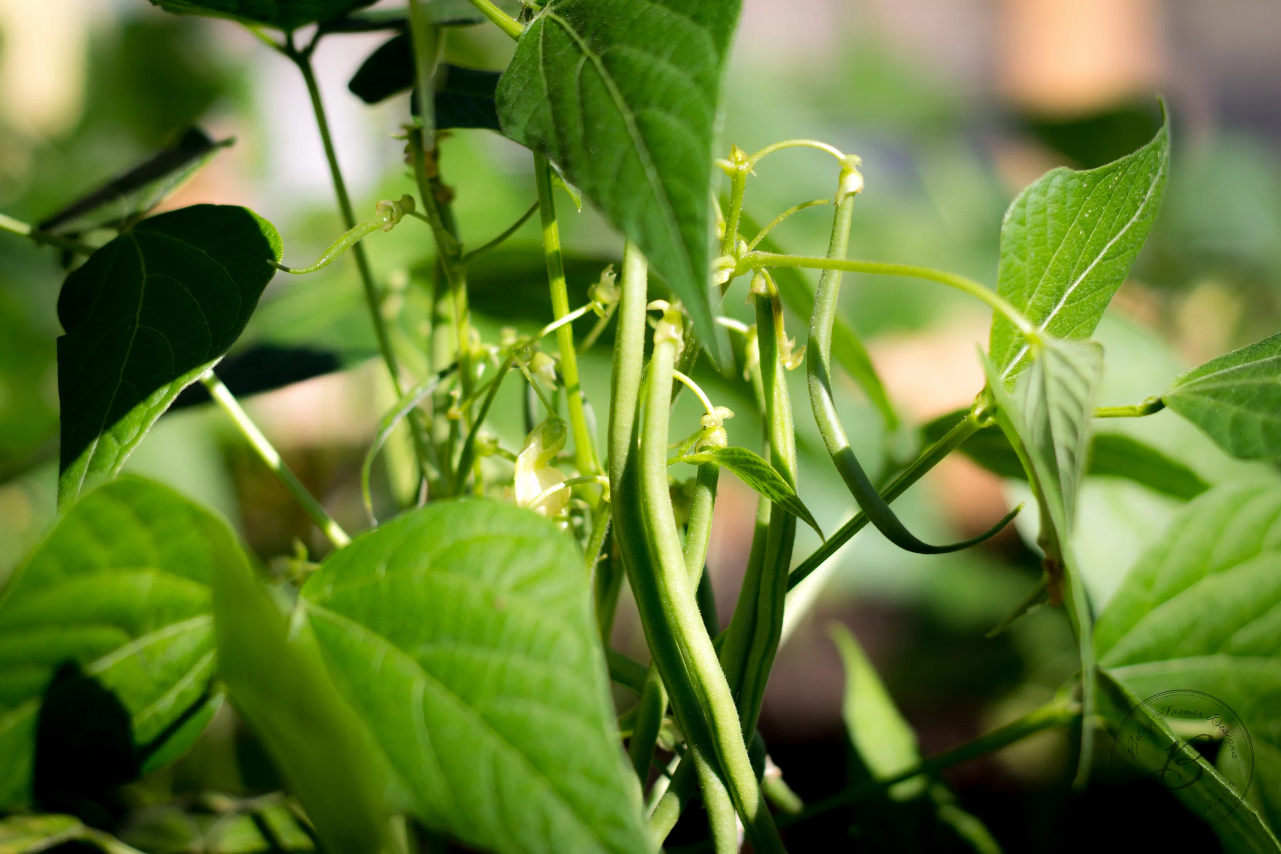 Green beans are so exciting to watch change every day! 
