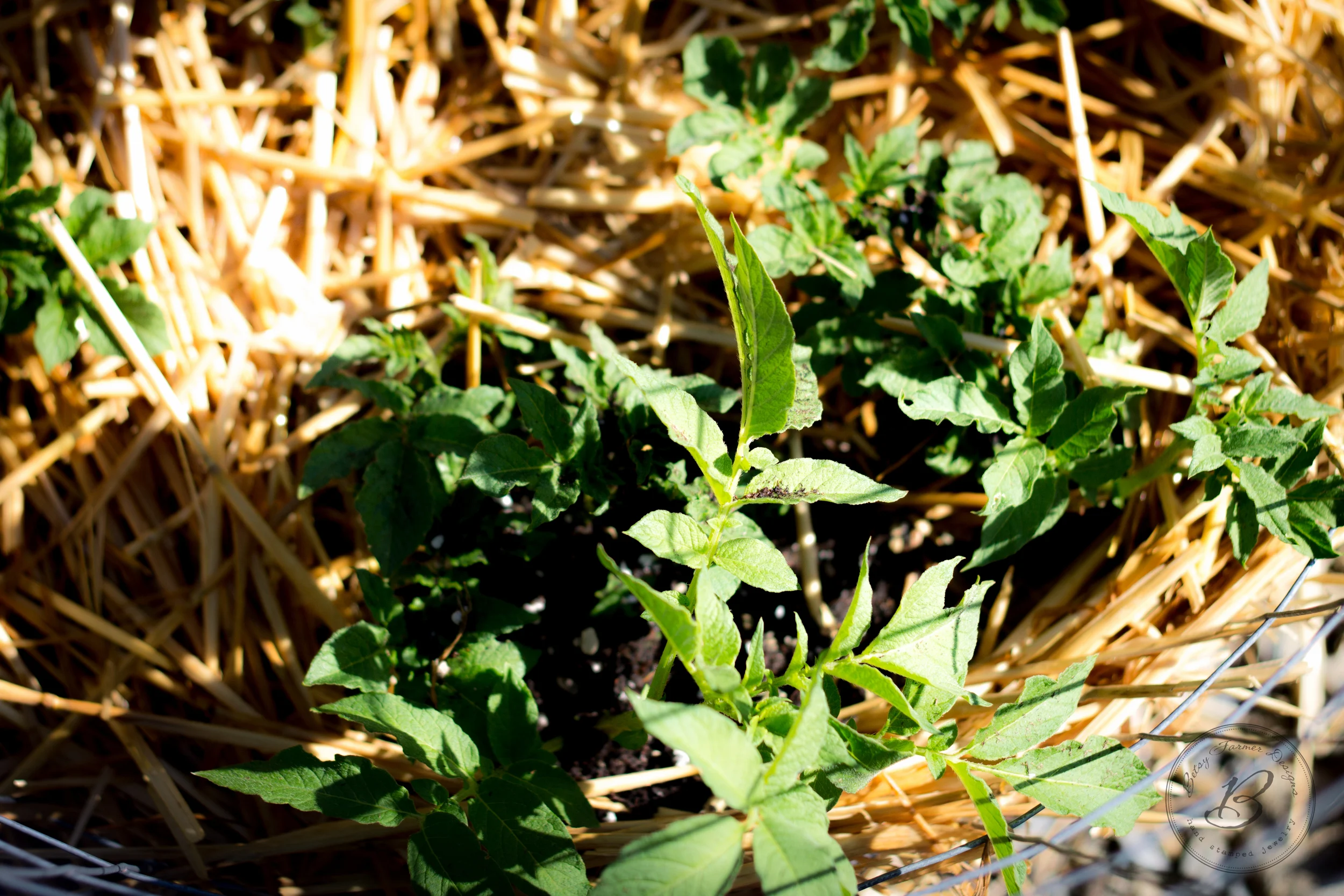 Attempting to grow potatoes in a wire cage with straw and dirt...we shall see. 