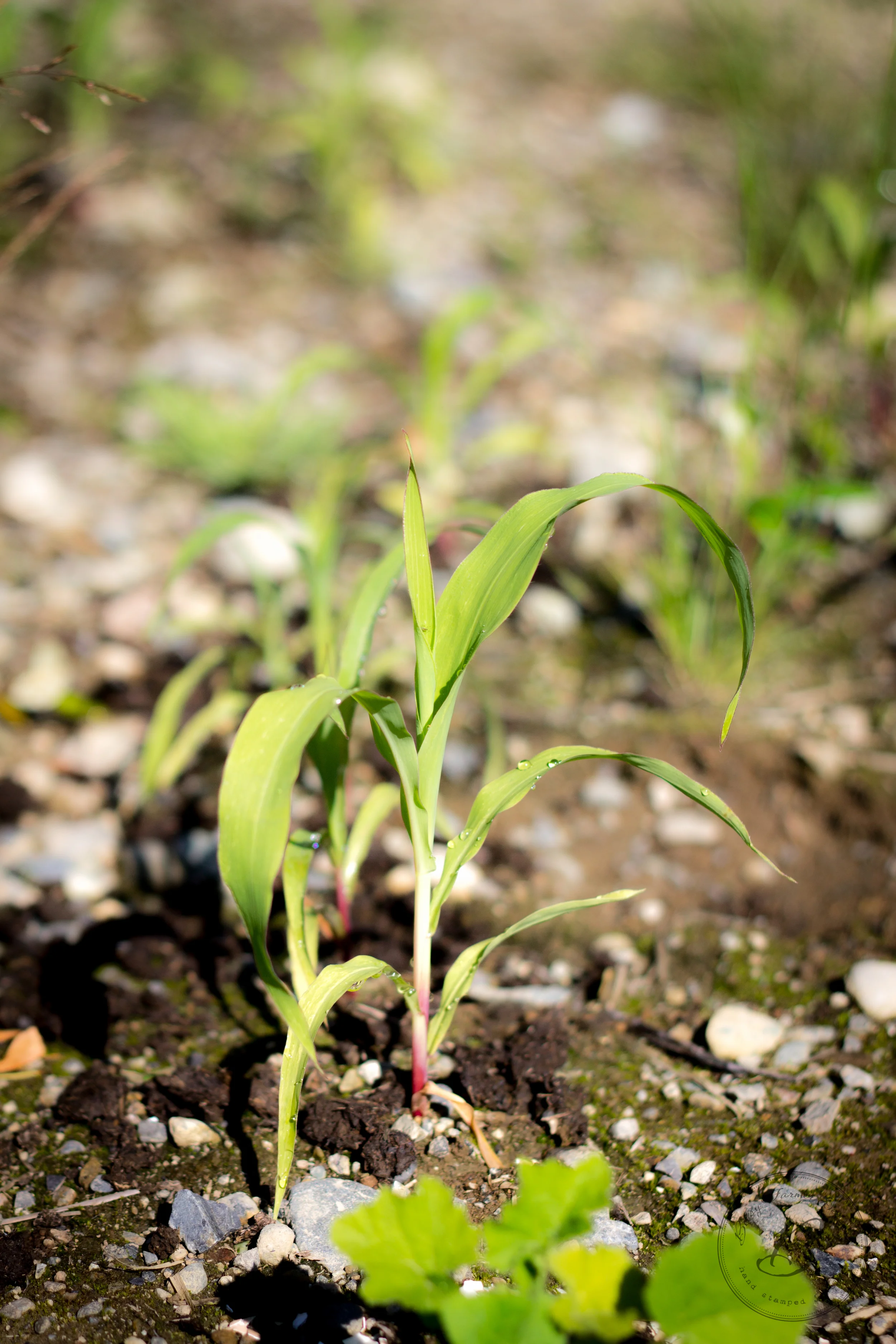 Grow corn...grow!! 