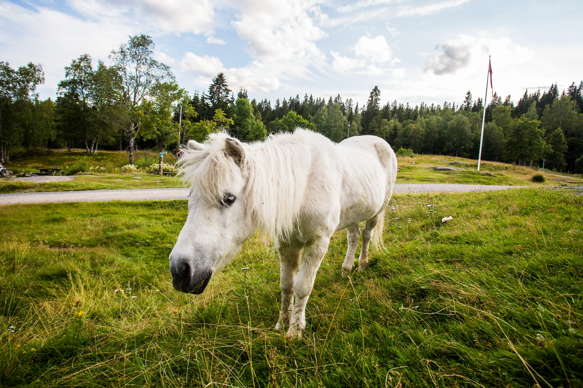 160815_fausko_sykkeltur_ullevålseter_hest.jpg