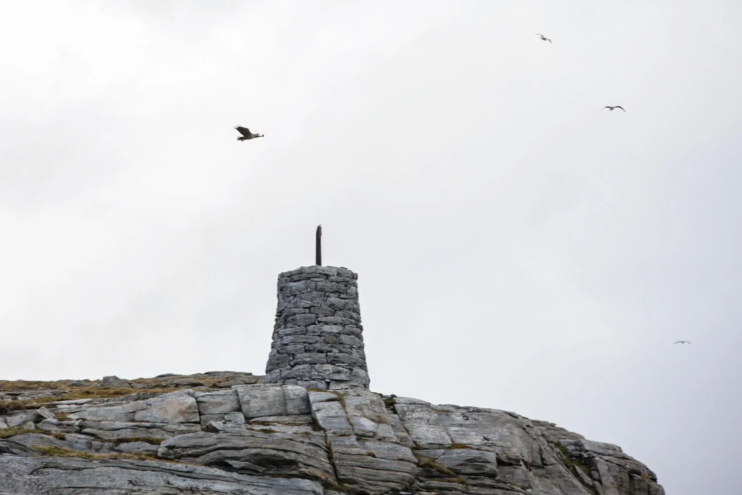 Sea Eagle, yeah baby!