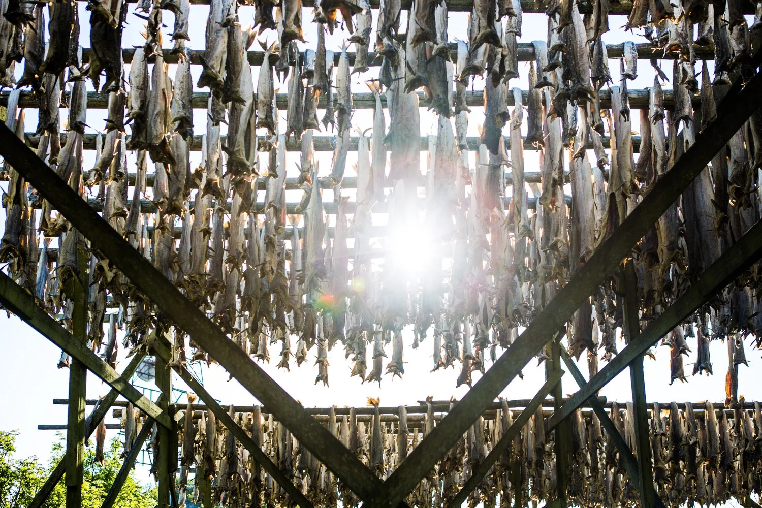 Fish hung up to dry. Naasty!