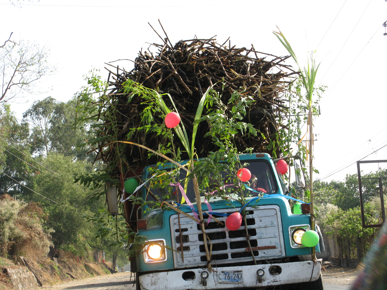 sugar cane.jpg