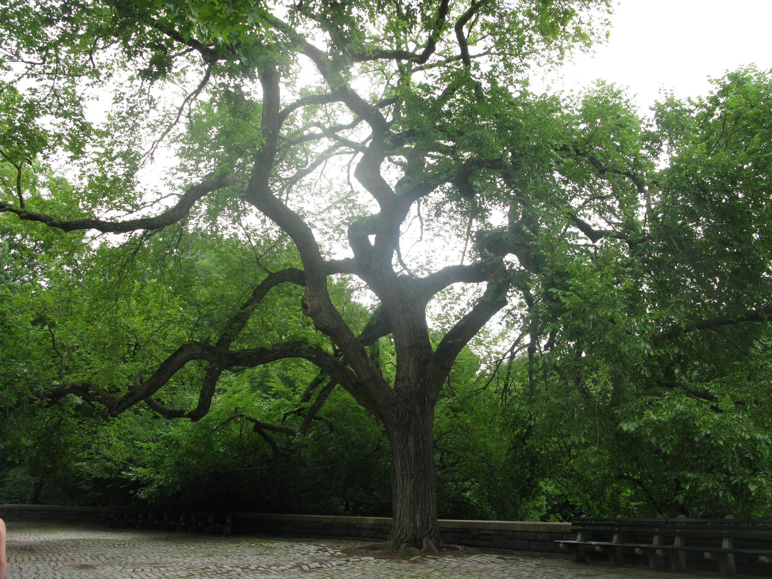Ulmus americana Ulmaceae