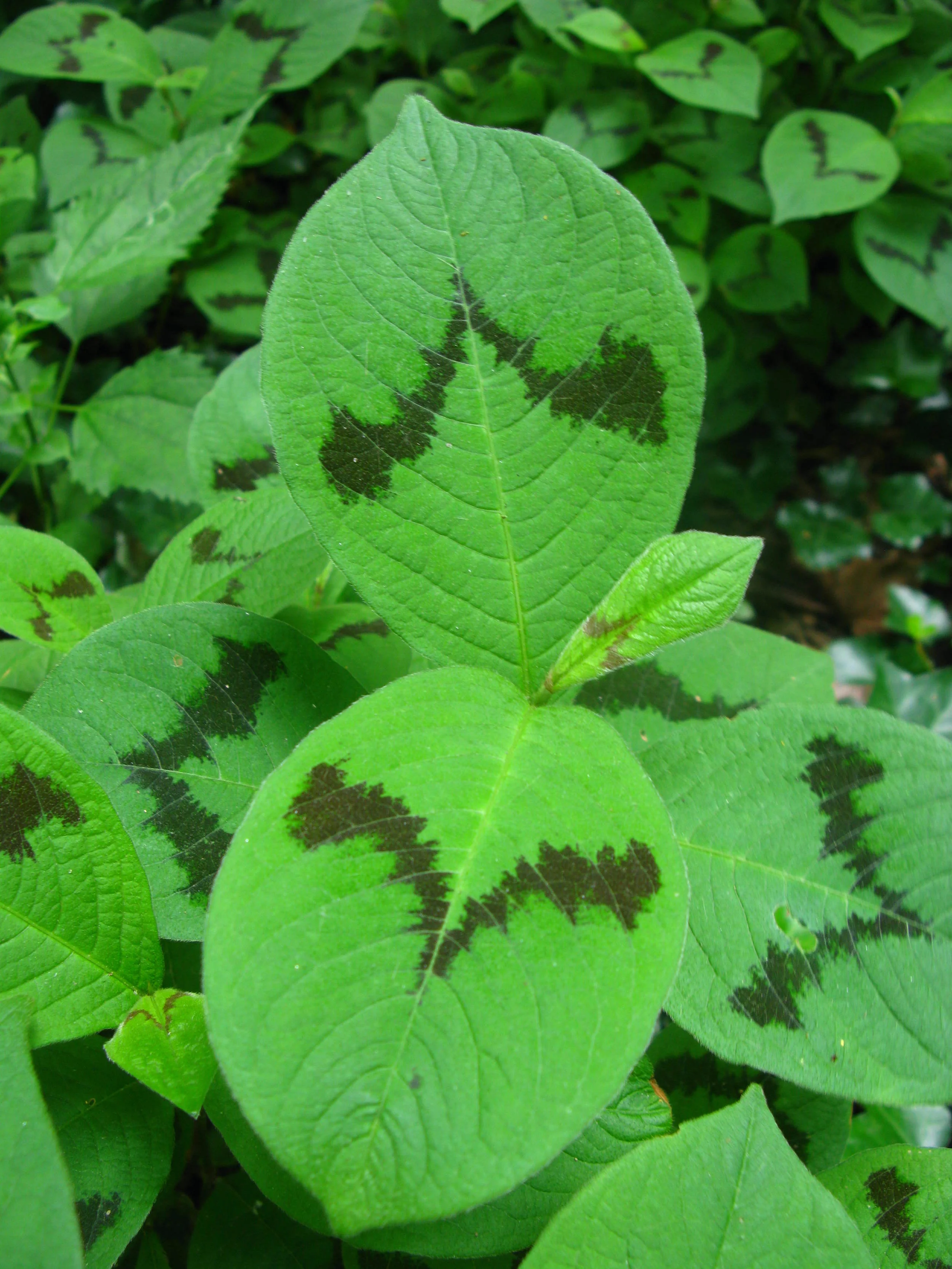 Persicaria filiformis Polygonaceae