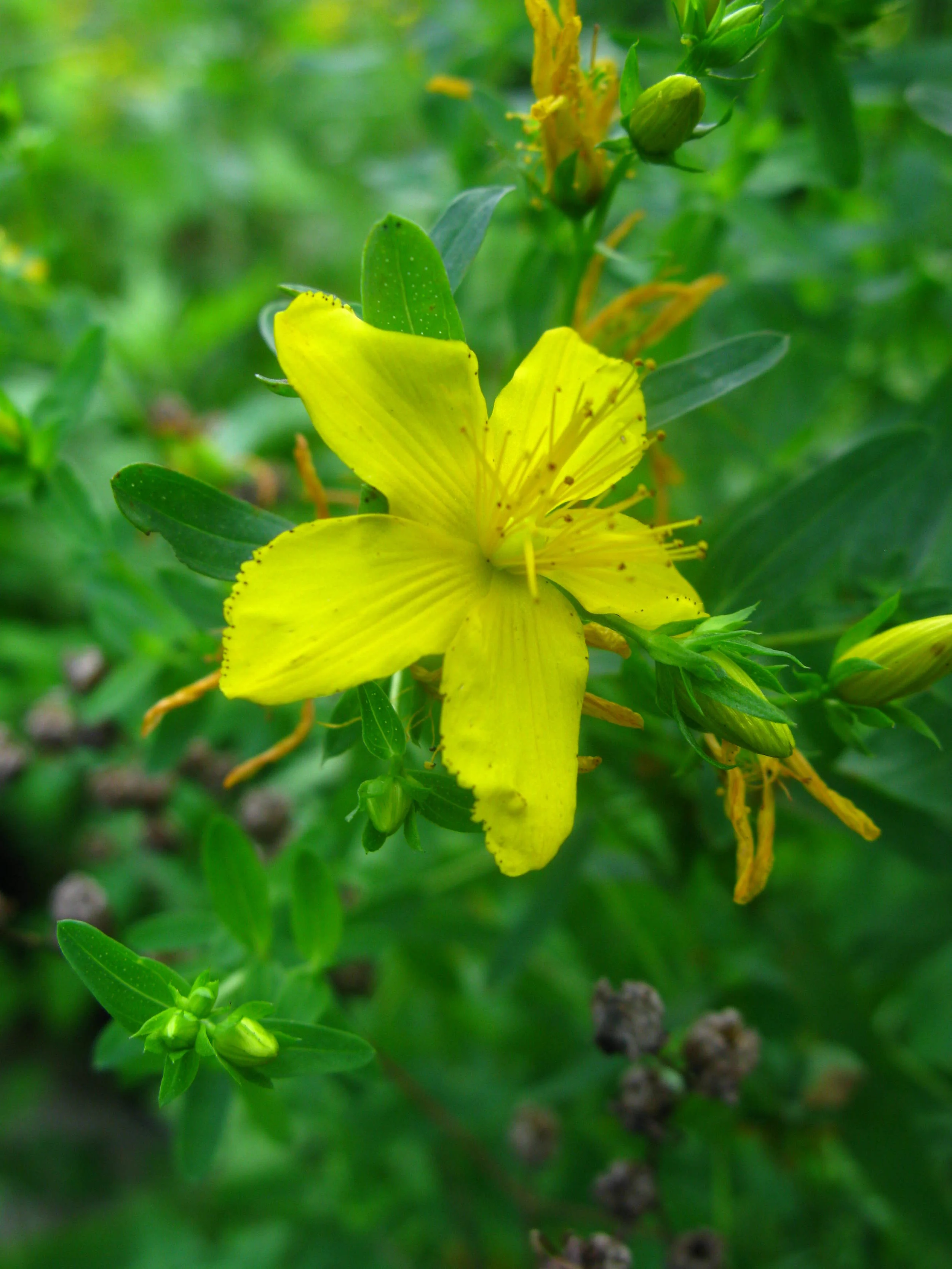 Hypericum perforatum Hypericaceae