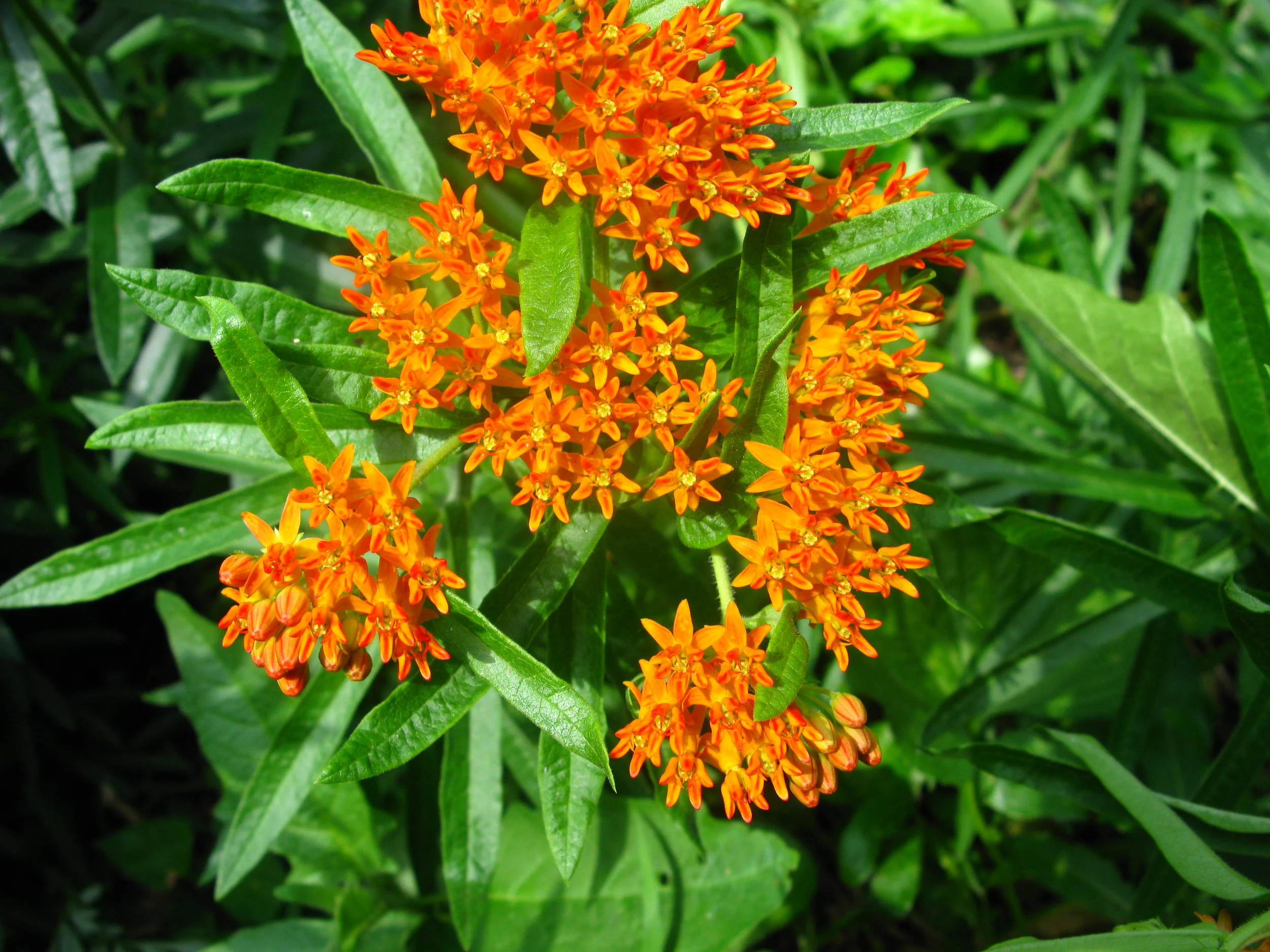 Asclepias tuberosa Asclepiadaceae