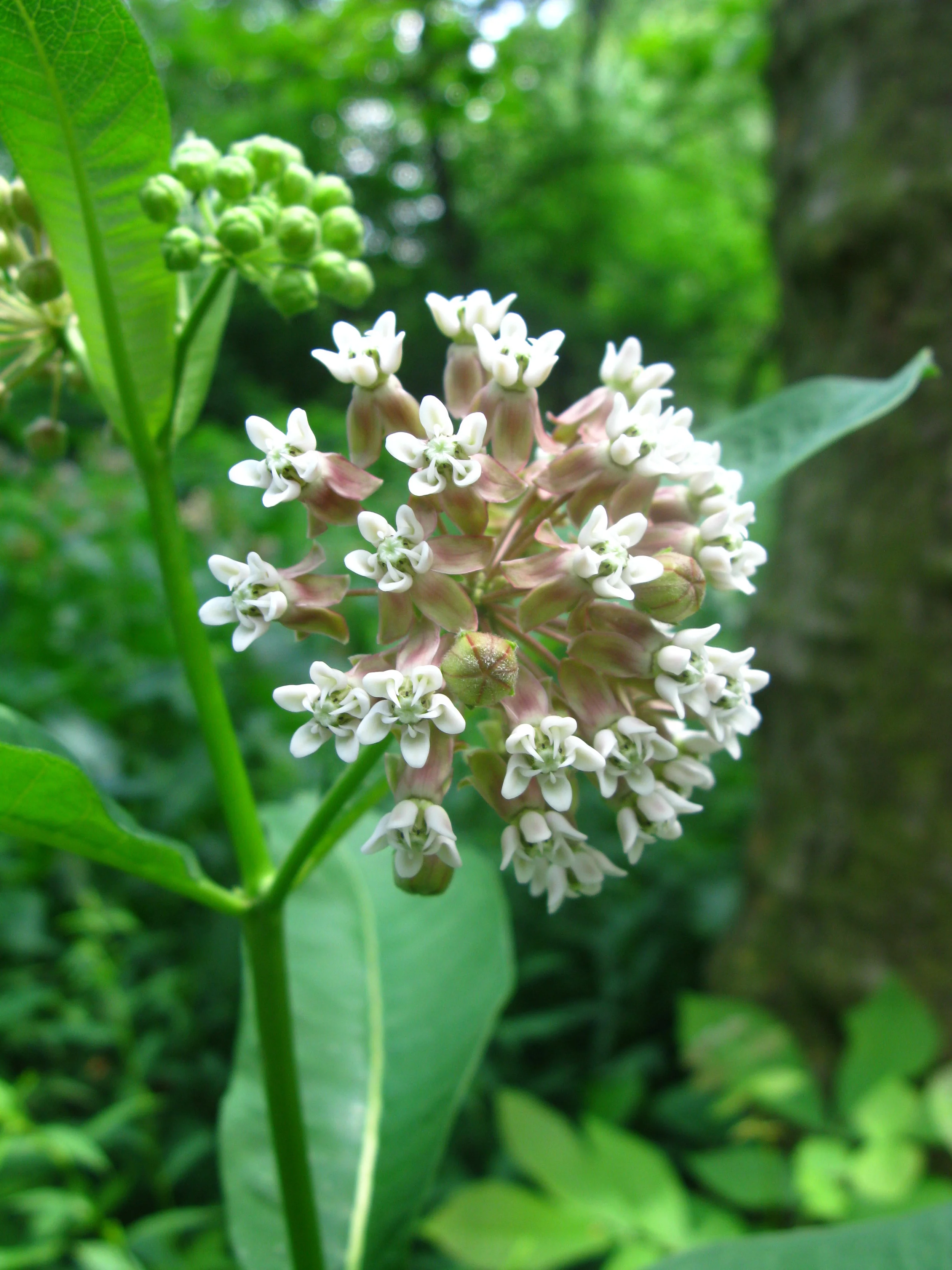 Asclepias syriaca Asclepiadaceae