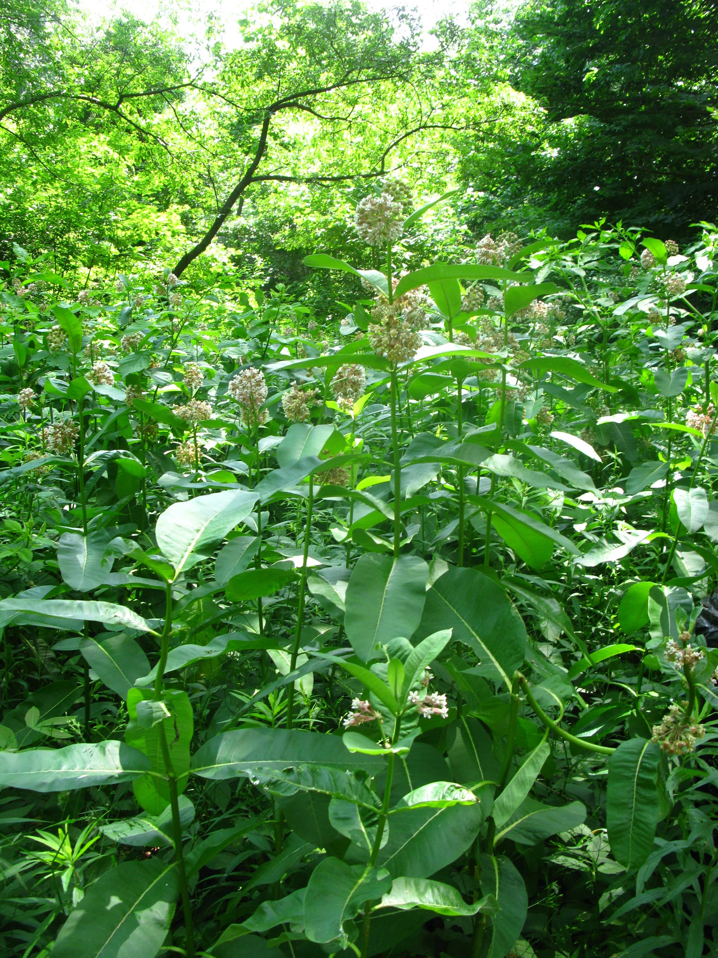 Asclepias syriaca Asclepiadaceae