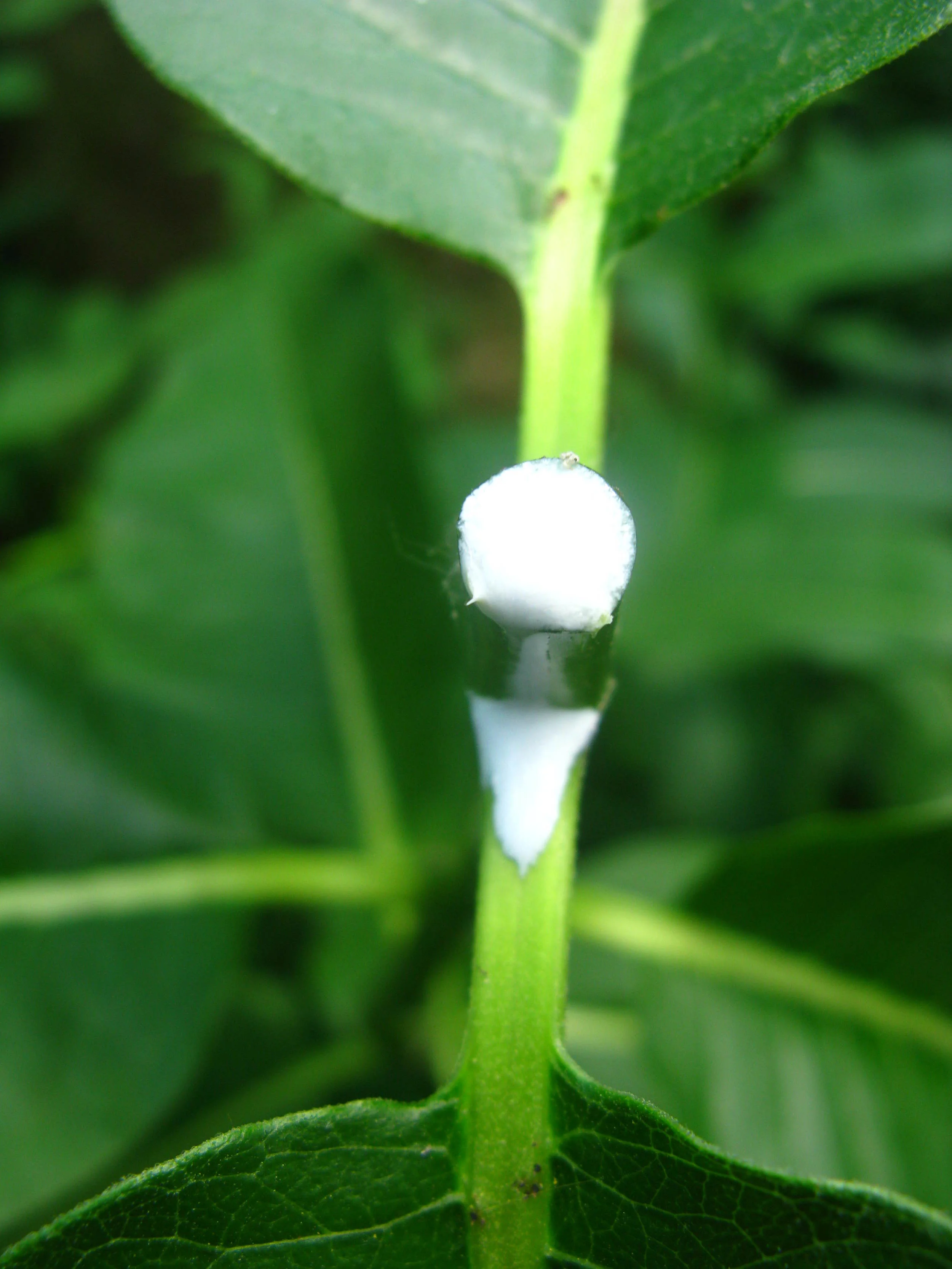 Asclepias latex