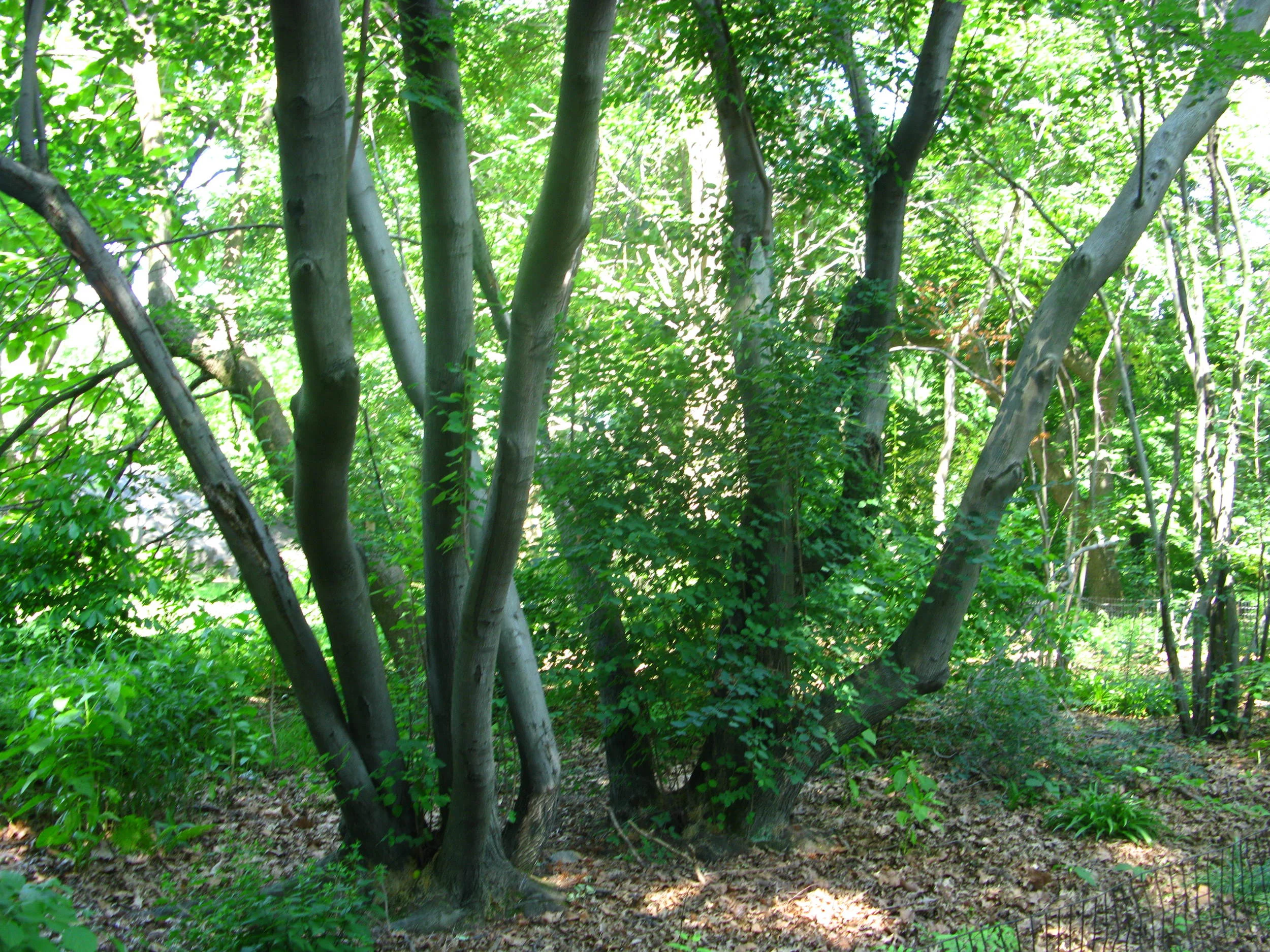 Amelanchier sp. Rosaceae