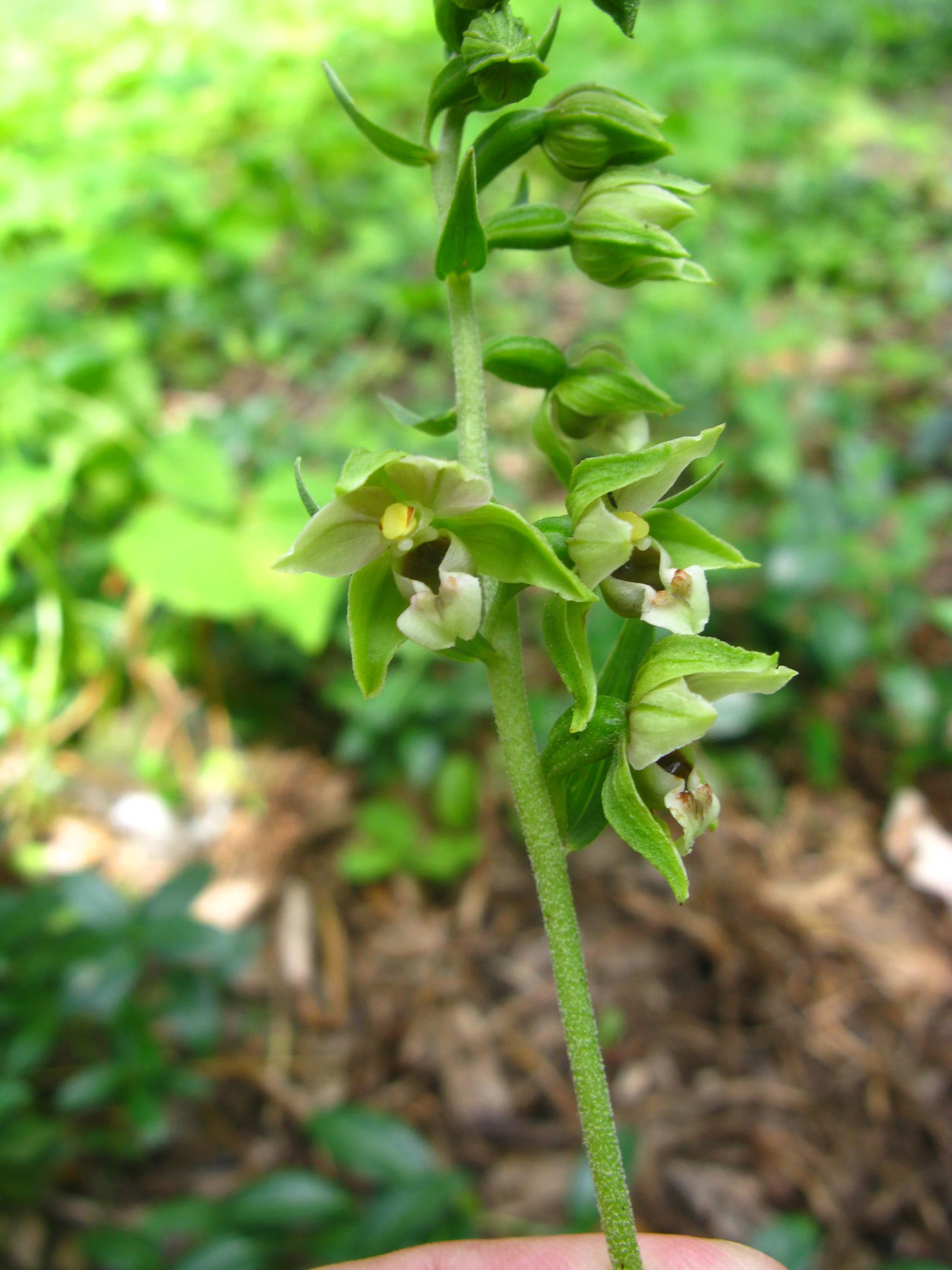Epipactis helleborine Orchidaceae