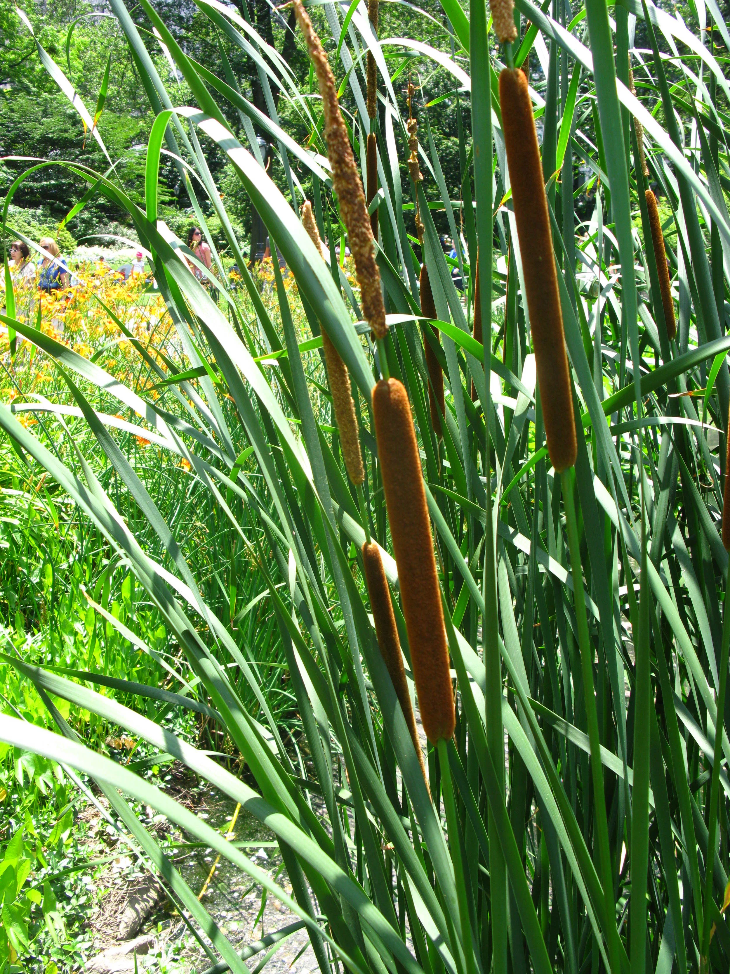Typha sp. Typhaceae
