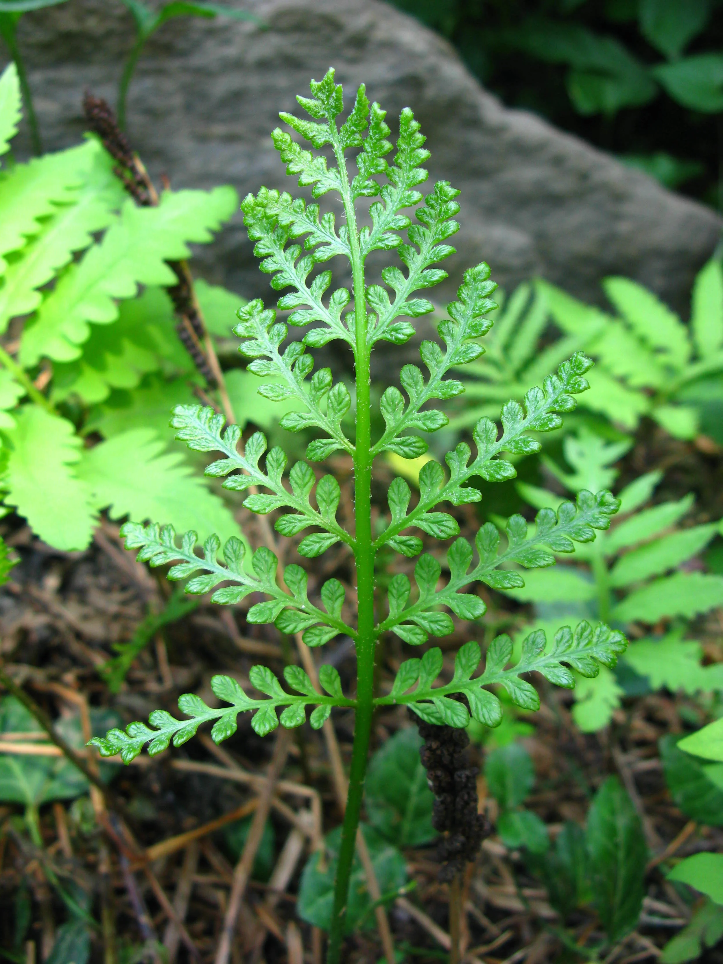 Onoclea sensibilis Onocleaceae