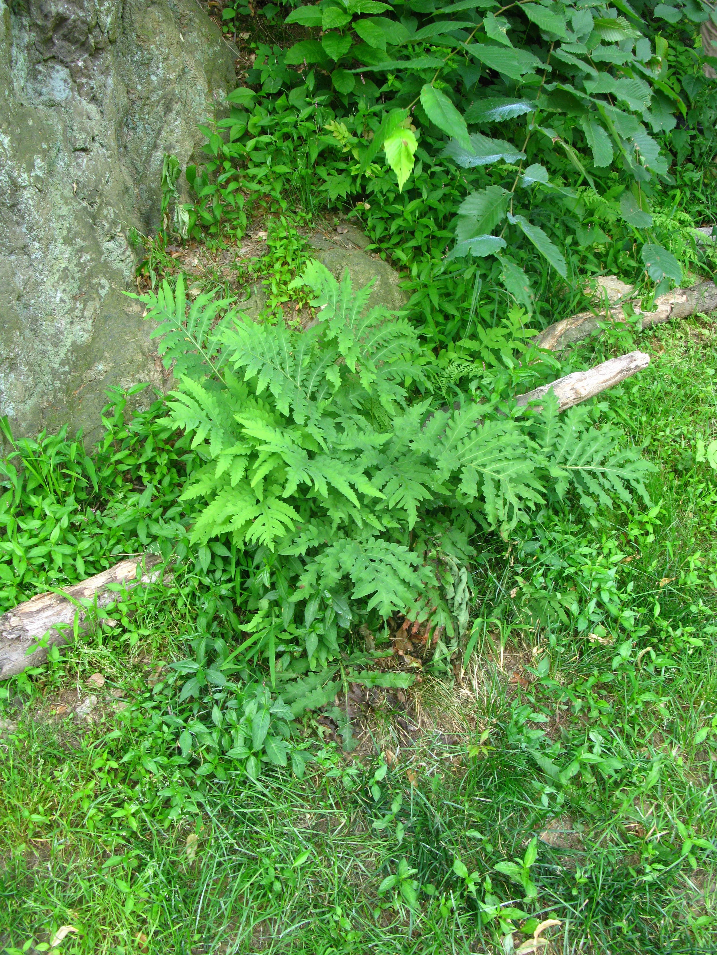 Onoclea sensibilis Onocleaceae