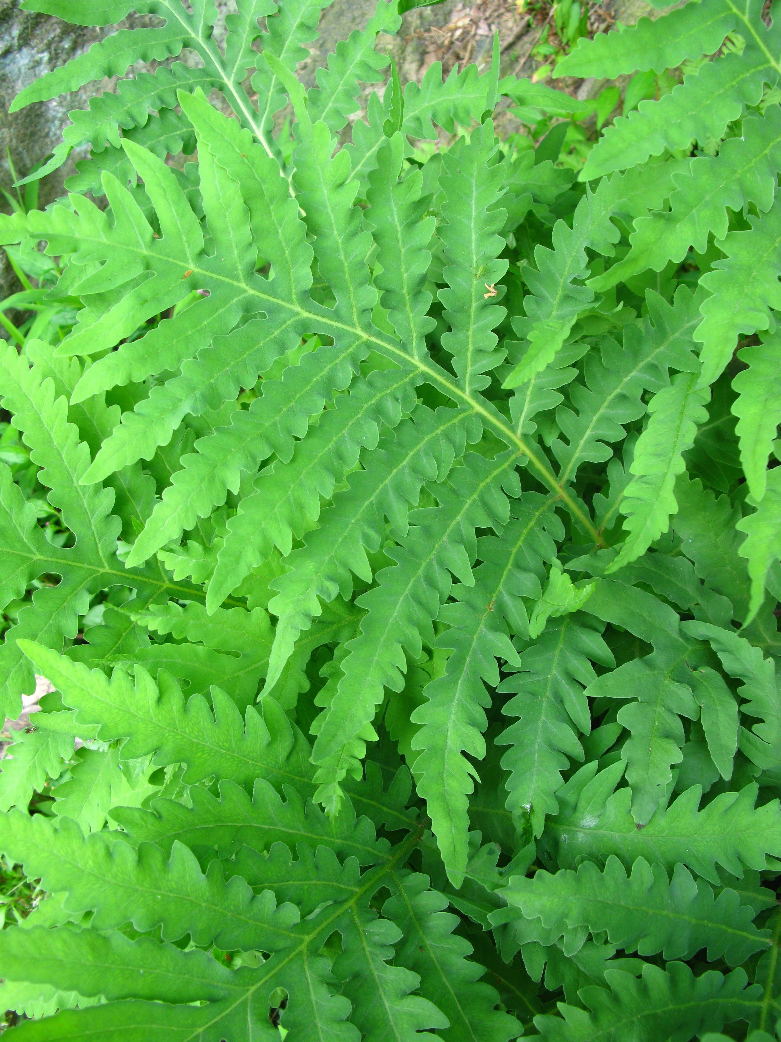 Onoclea sensibilis Onocleaceae