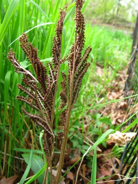 Fertile frond of sensitive fern