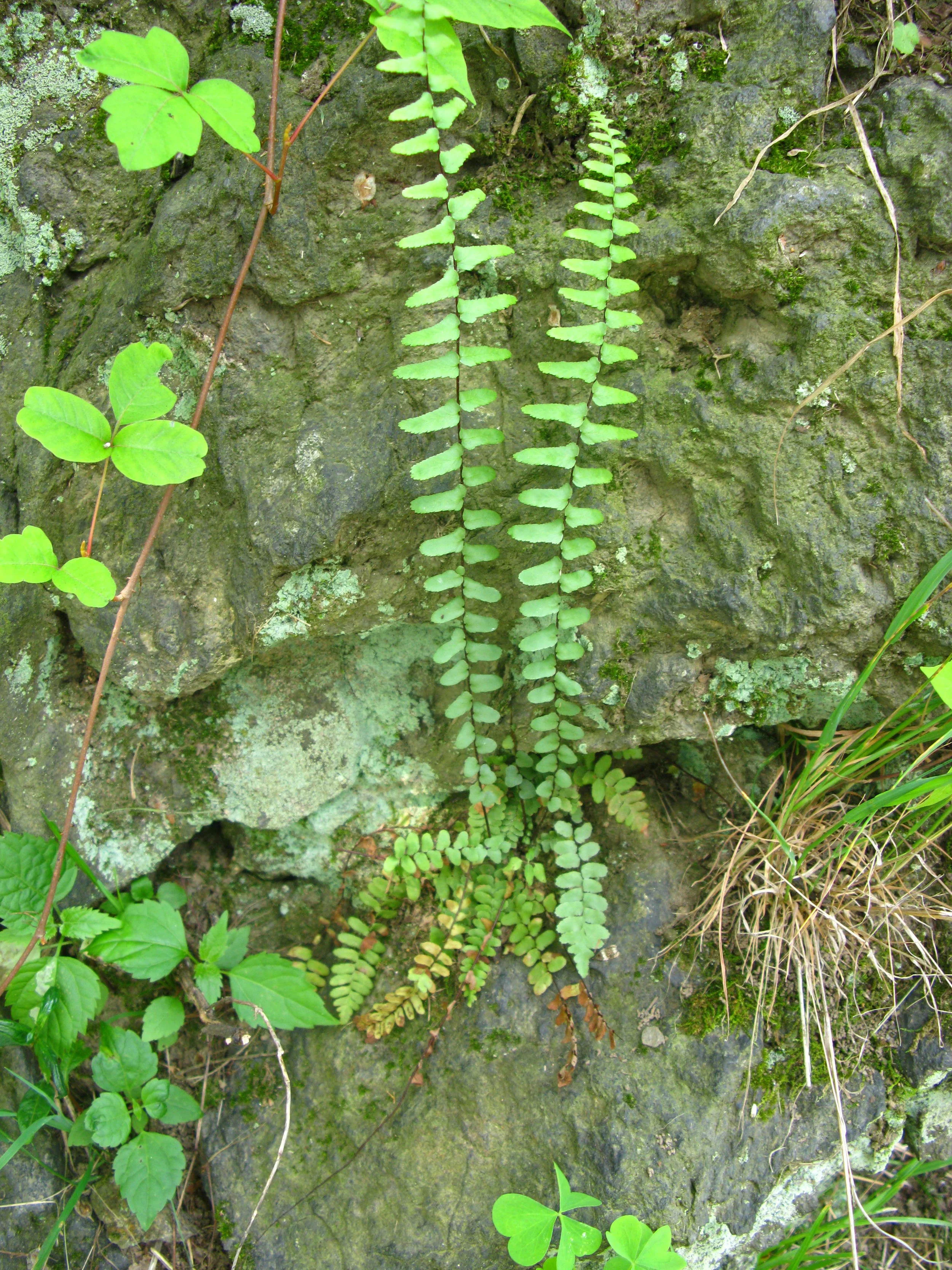 Asplenium platyneuron Aspleniaceae