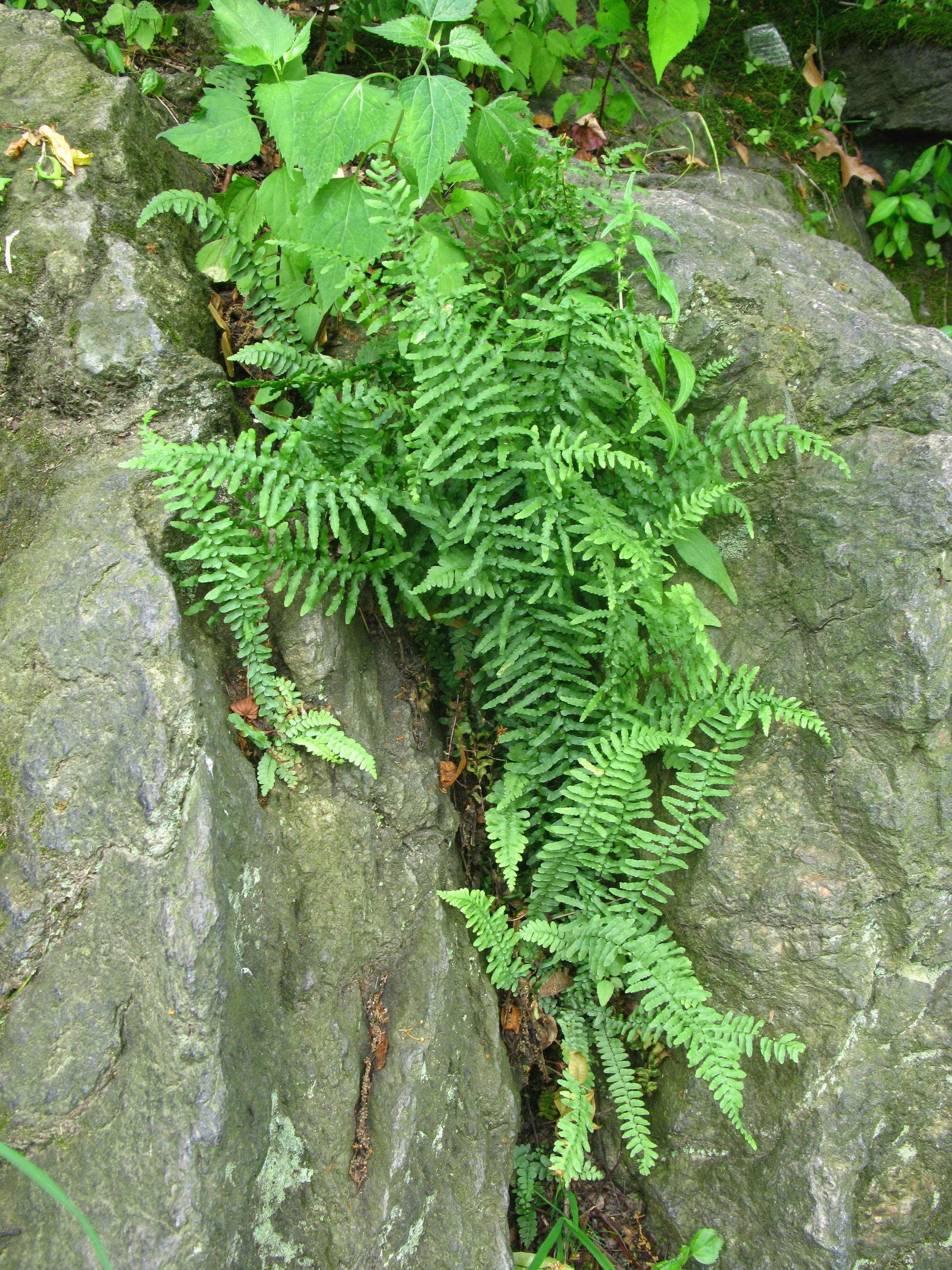 Asplenium platyneuron Aspleniaceae