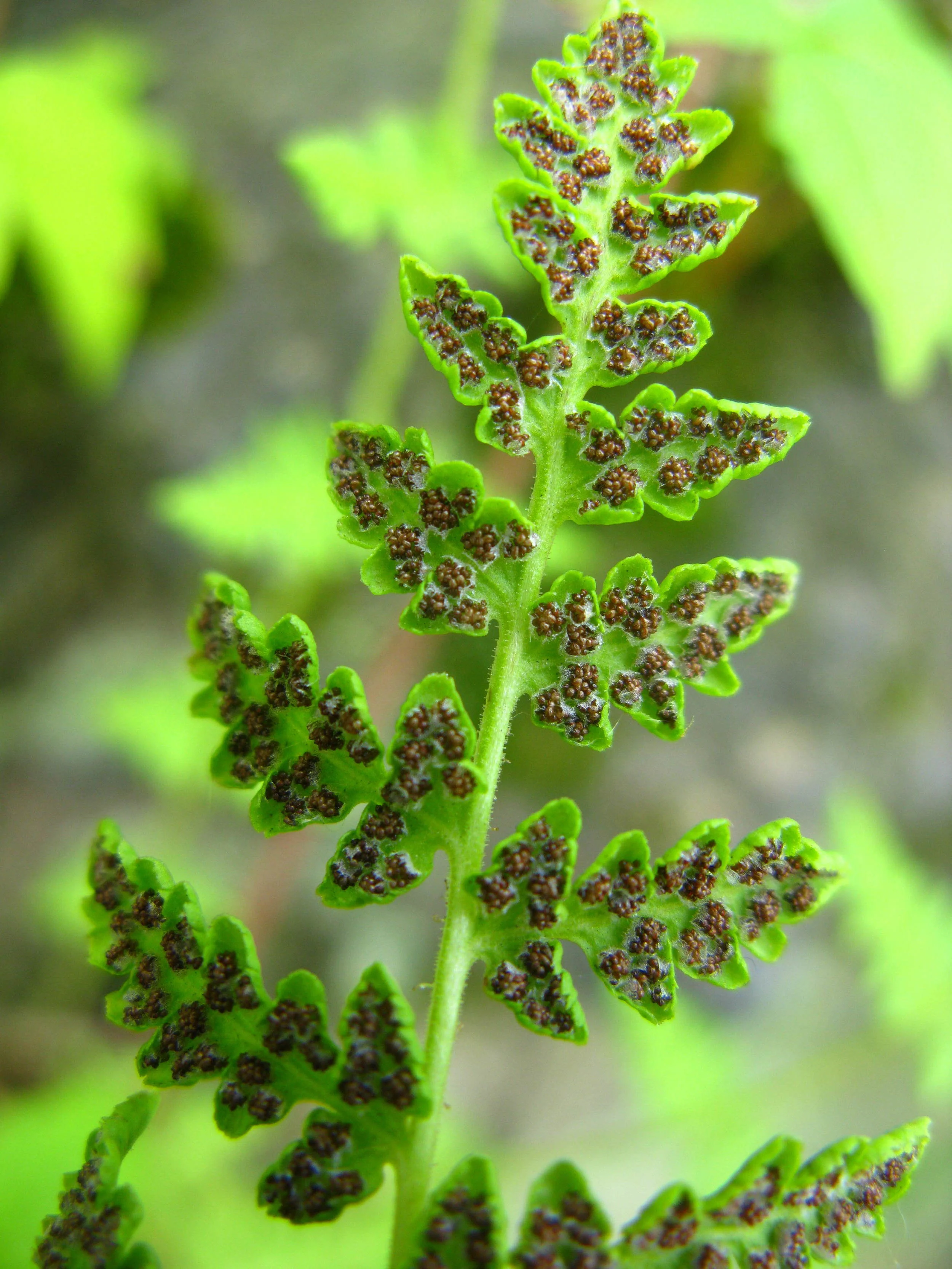 Sori of Woodsia obtusa Woodsiaceae