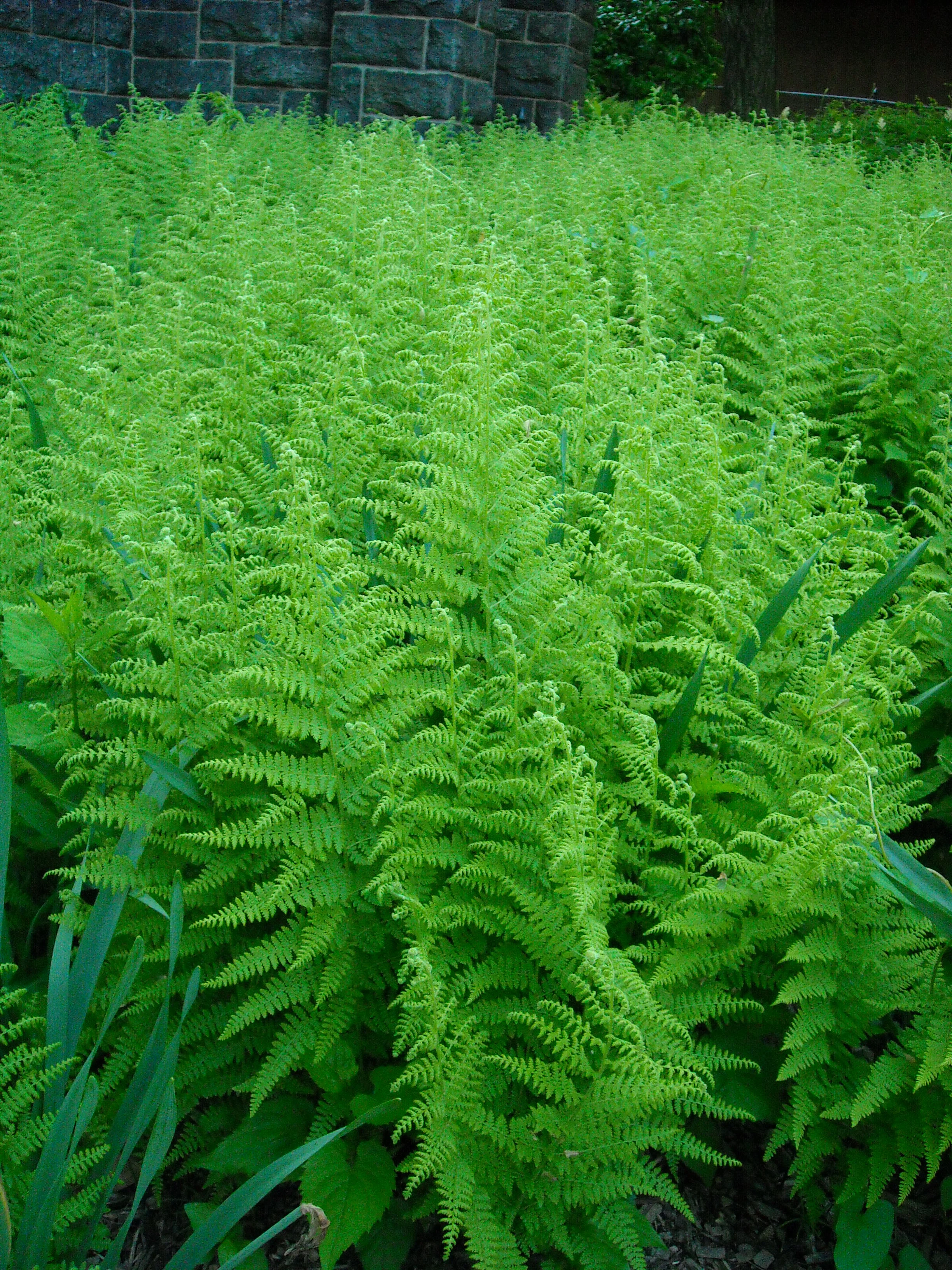 Dennstaedtia punctilobula Dennstaedtiaceae
