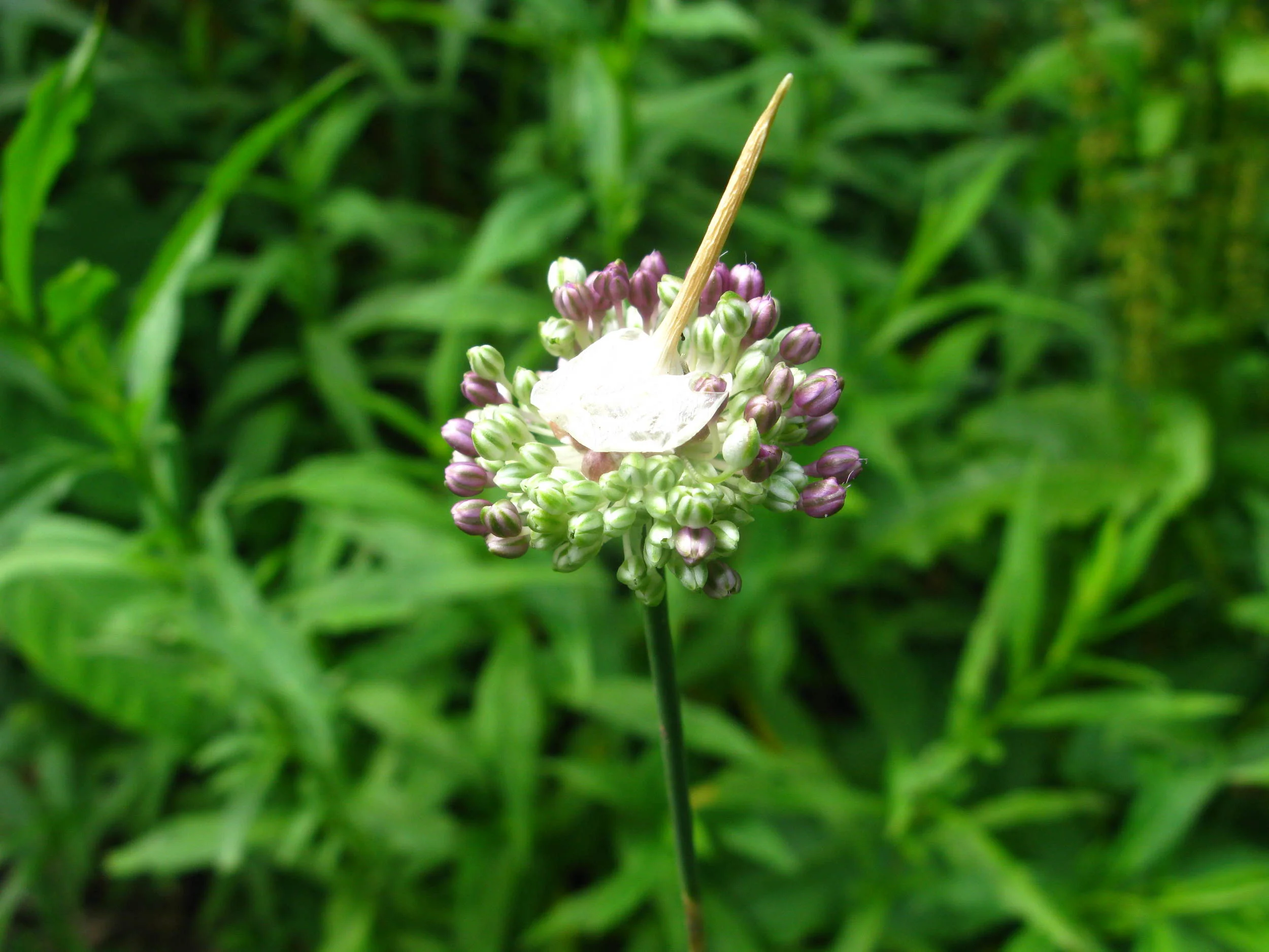 Allium vineale Liliaceae