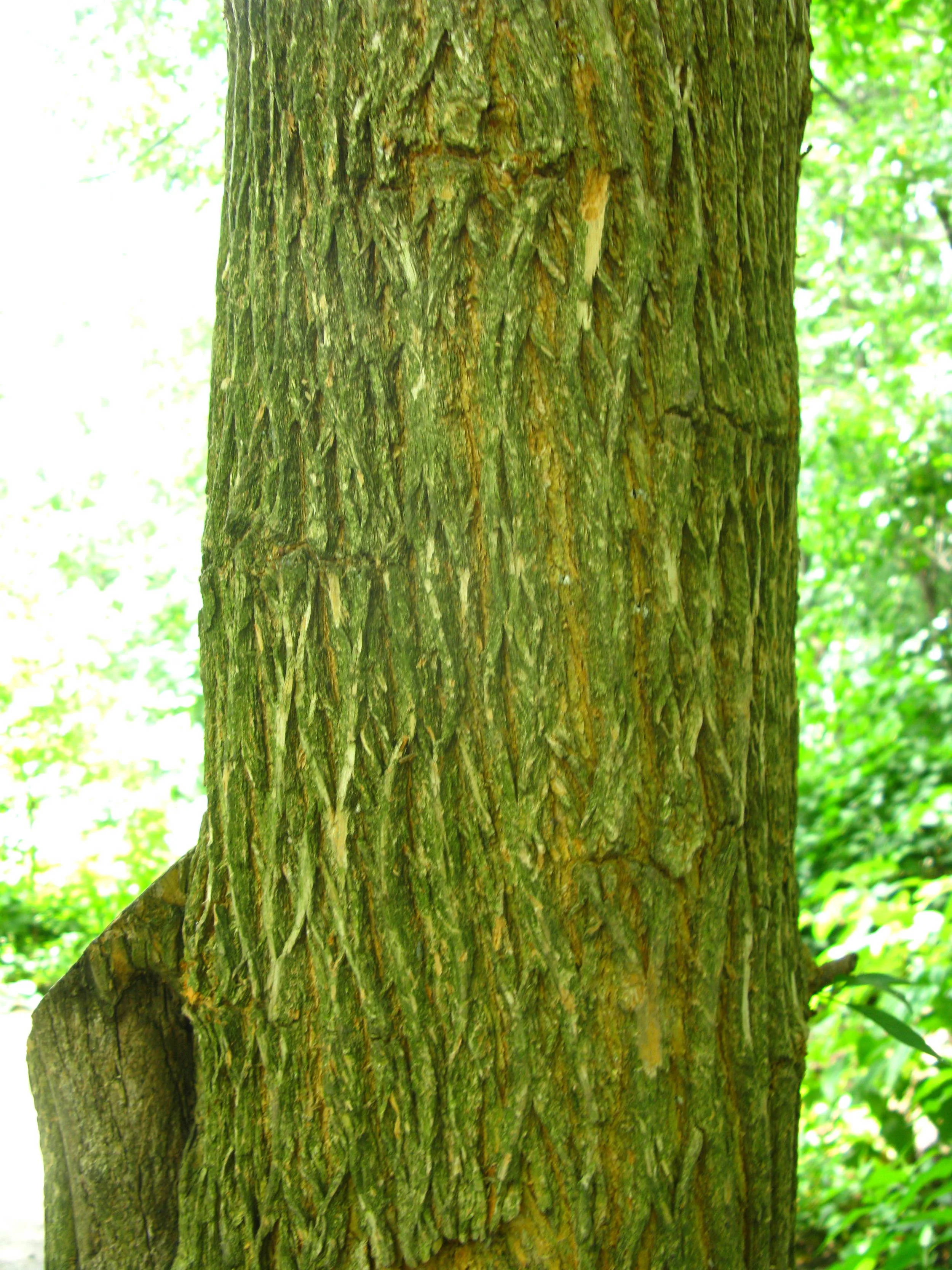 Maclura pomifera Moraceae