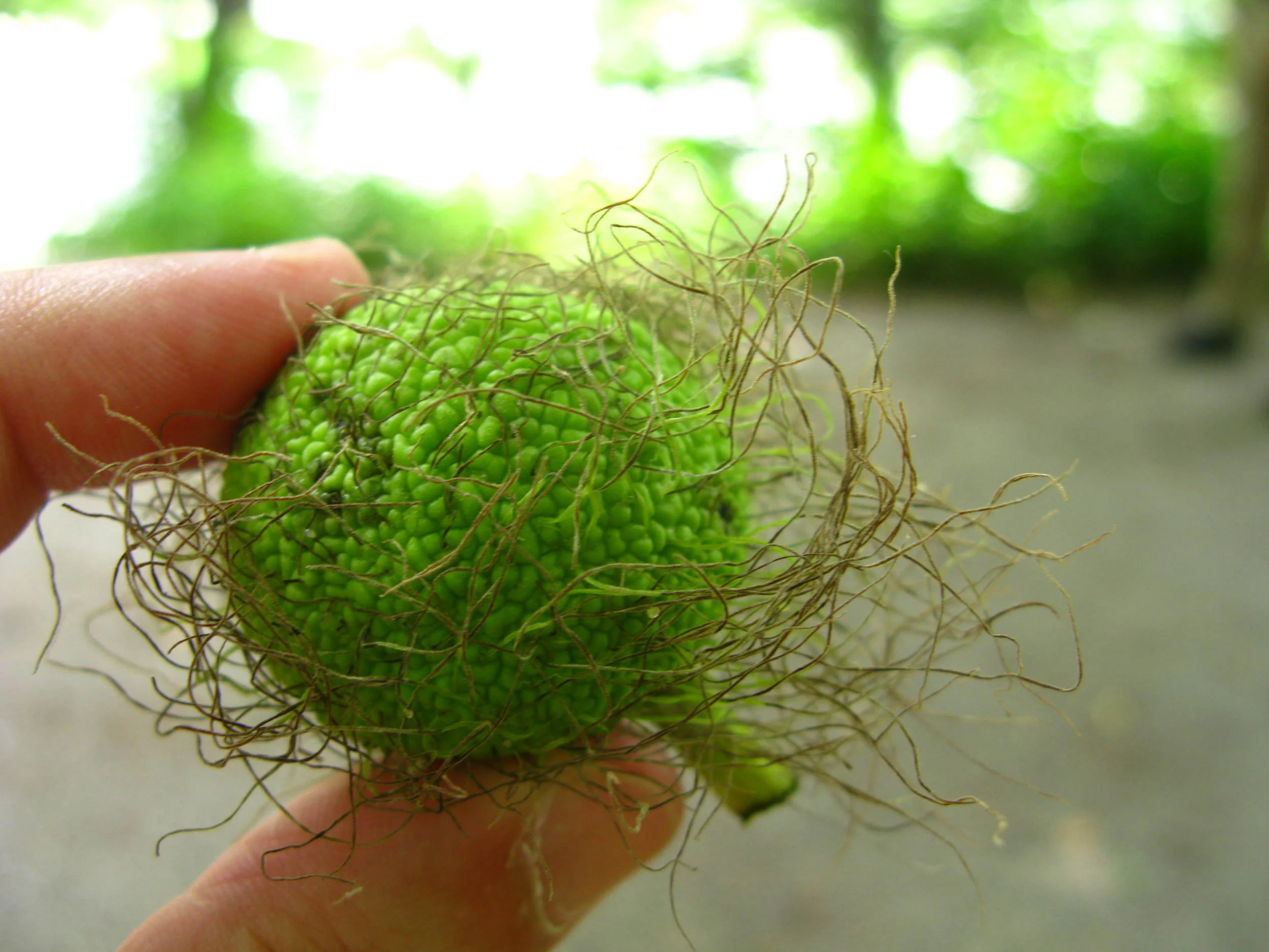 Maclura pomifera Moraceae