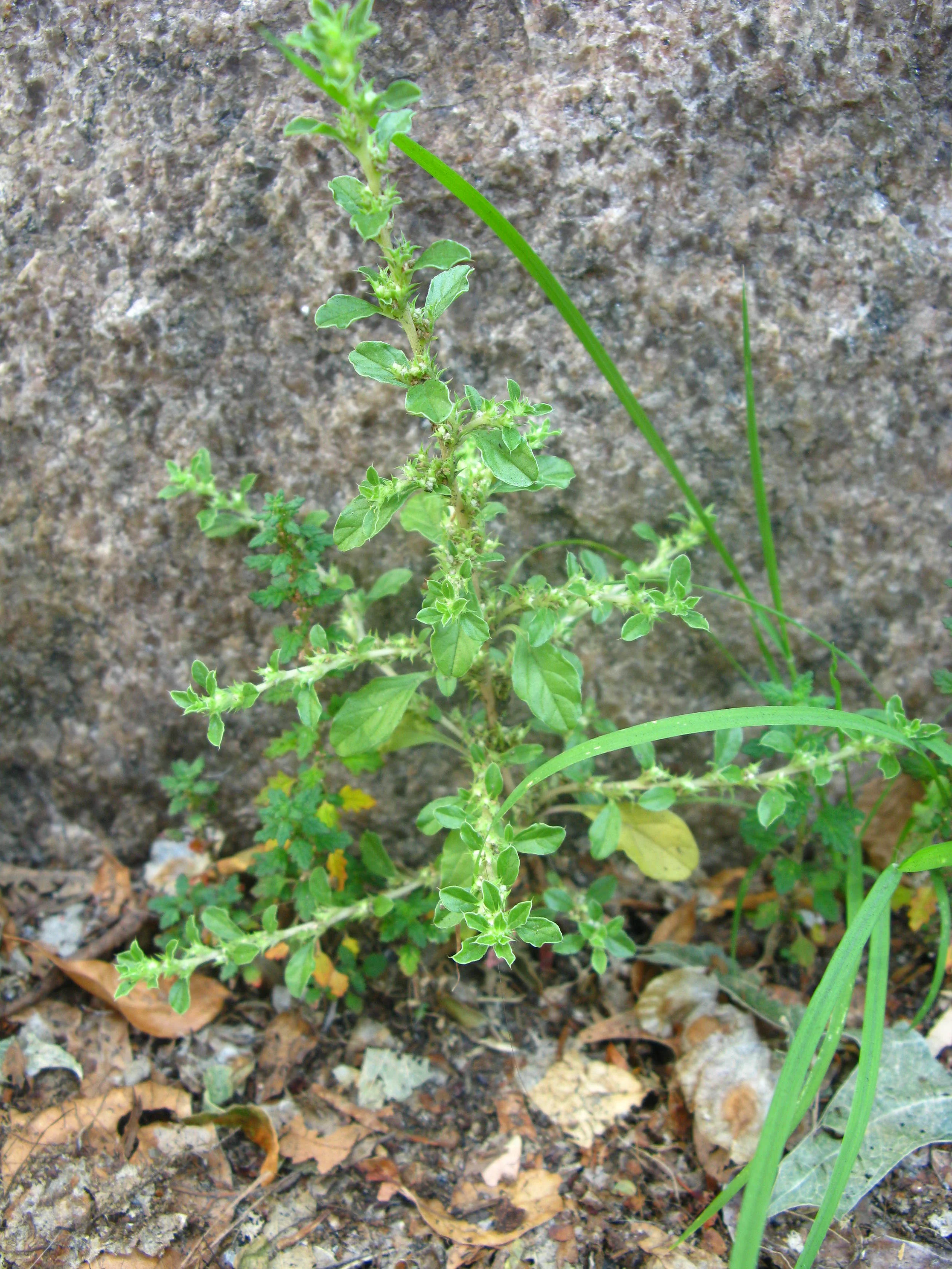 Amaranthus albus Amaranthaceae