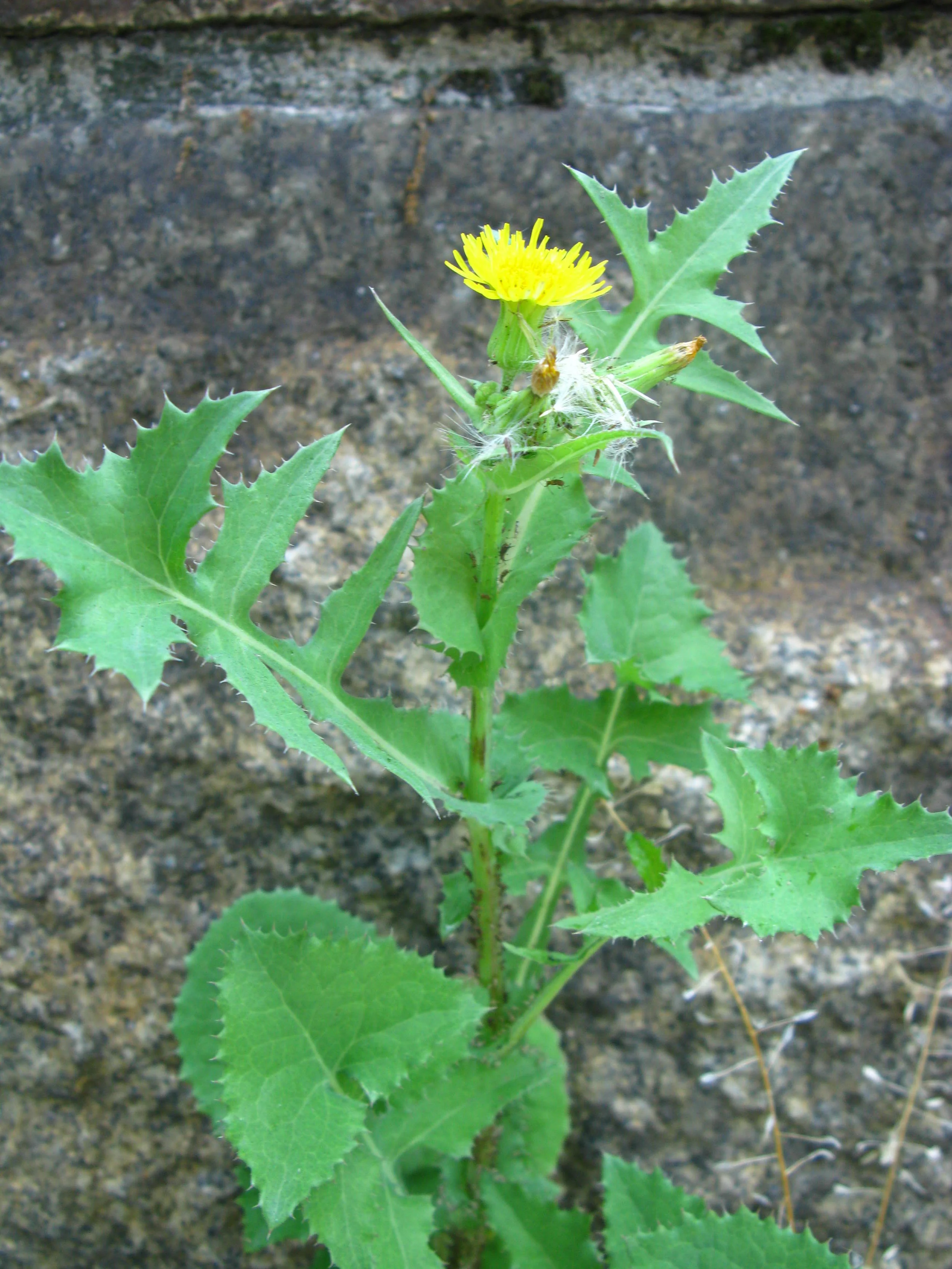Sonchus asper Asteraceae