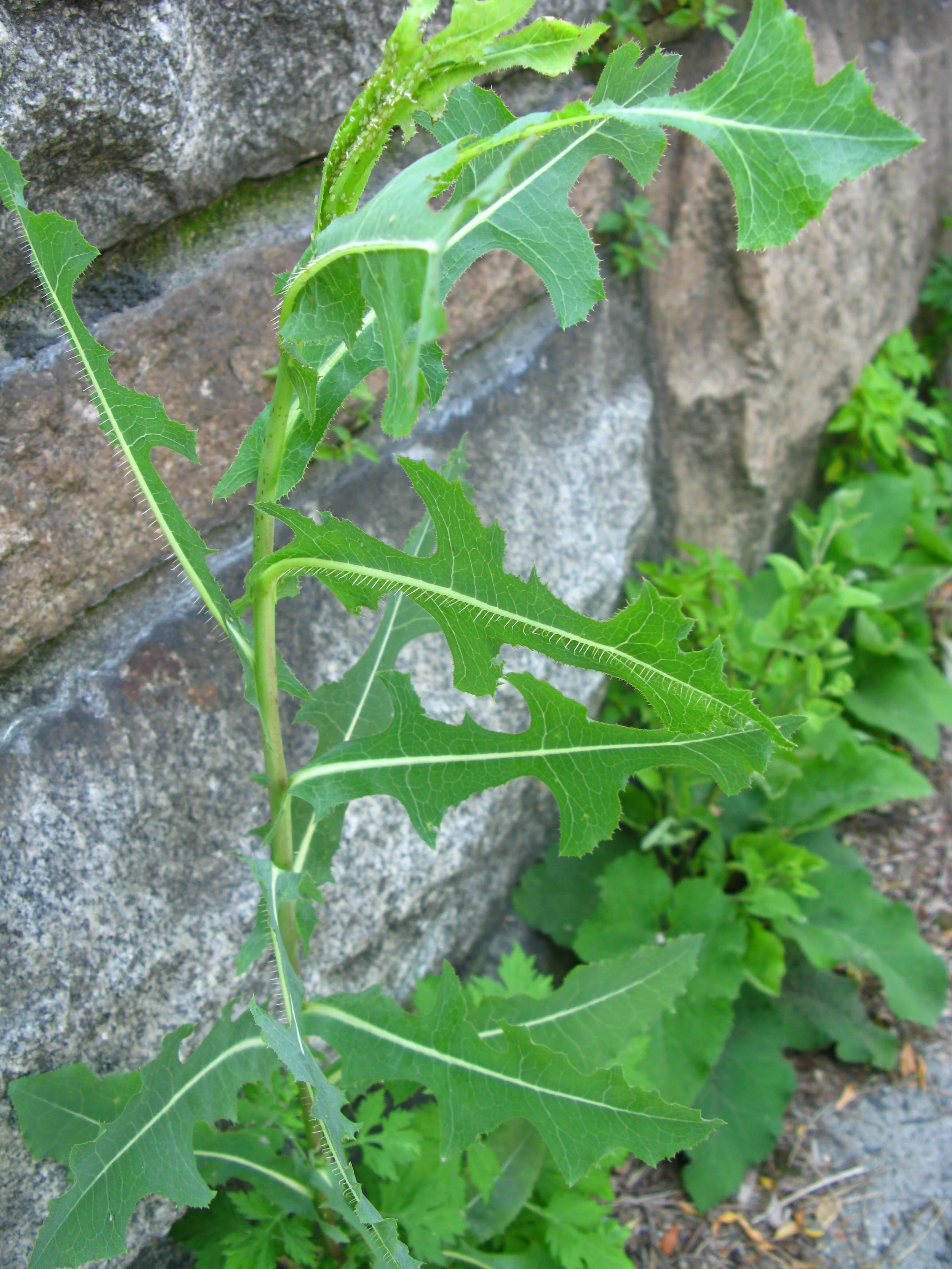 Sonchus oleraceus Asteraceae