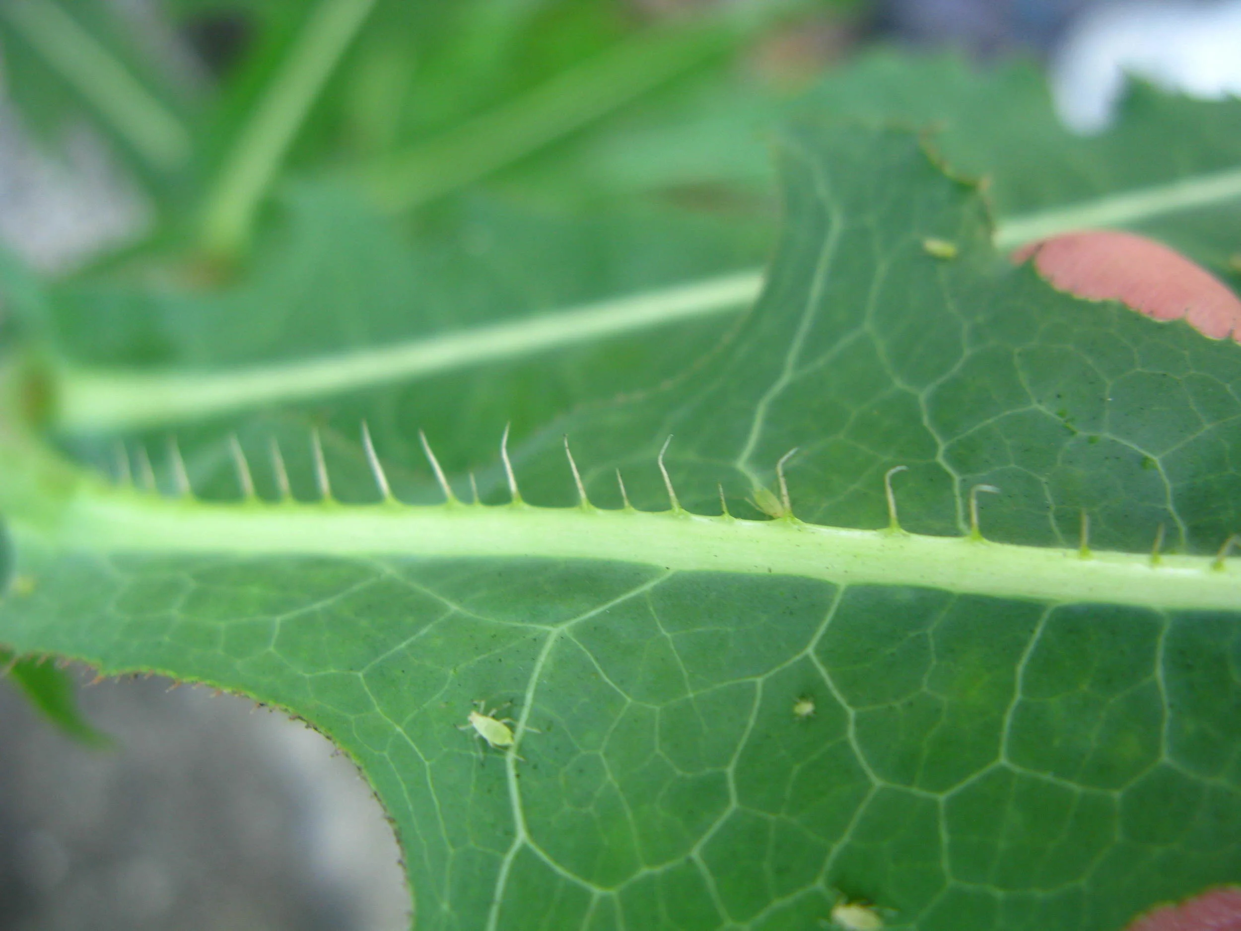 Sonchus oleraceus Asteraceae