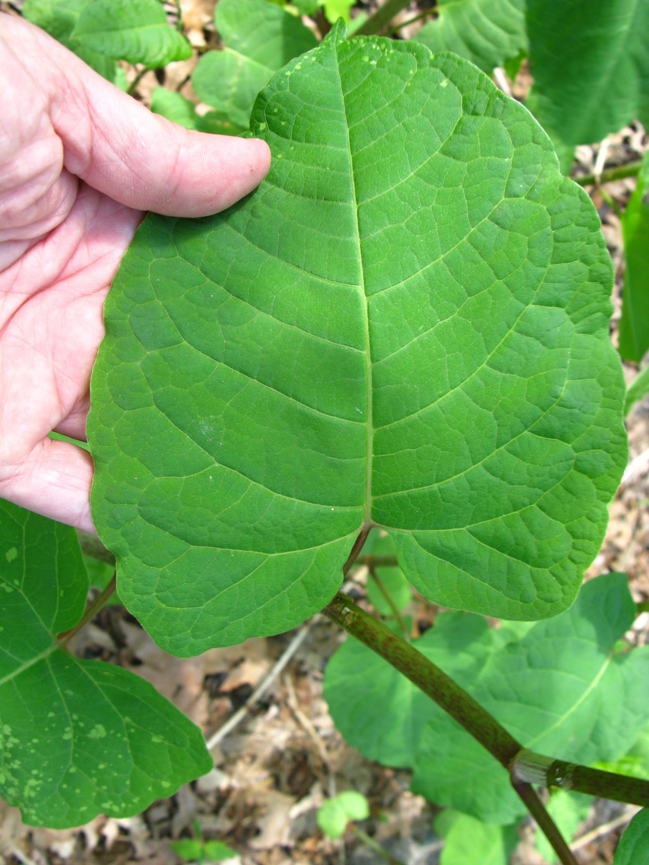 Fallopia sachalinense Polygonaceae
