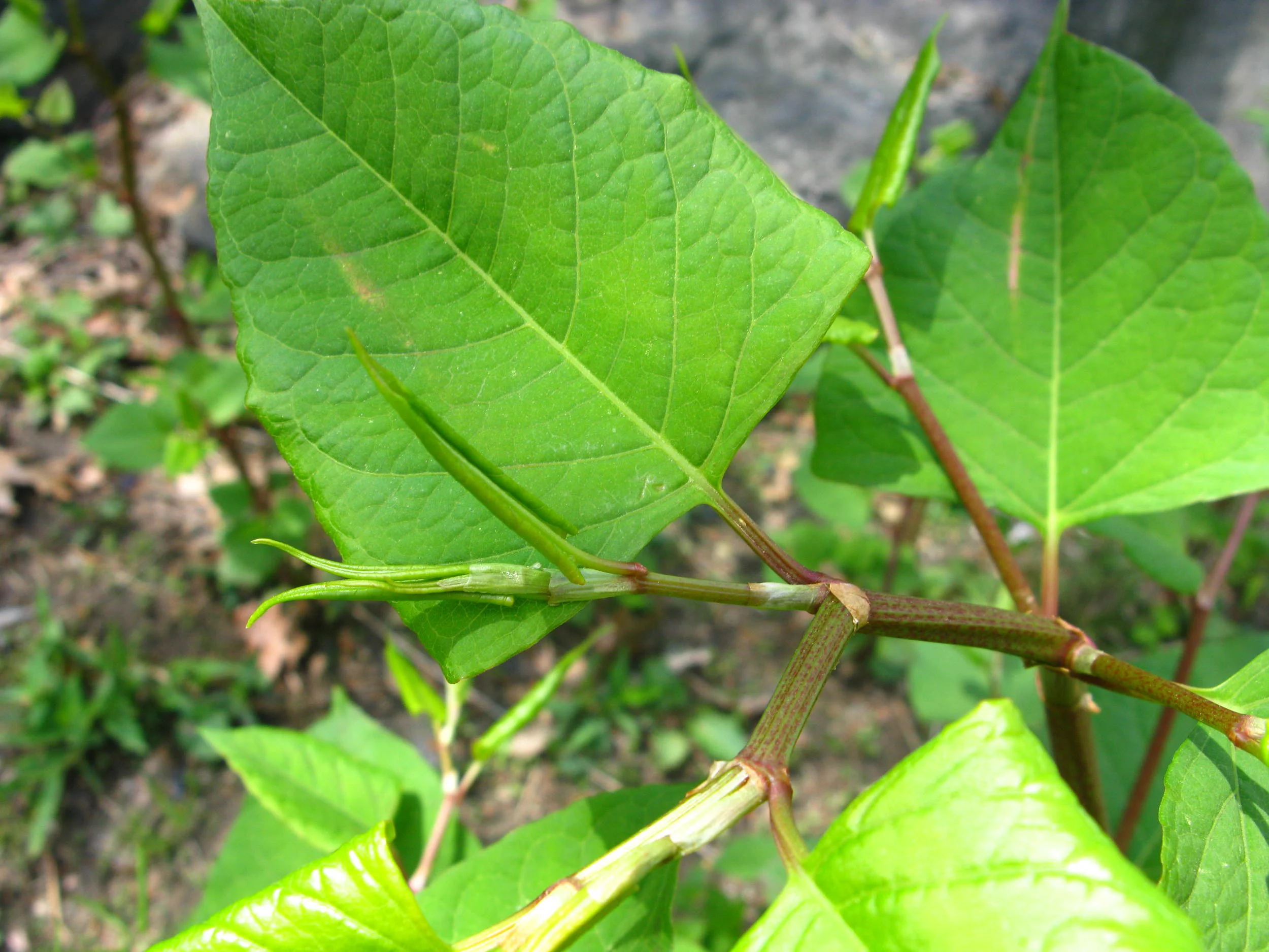 Fallopia japonica Polygonaceae