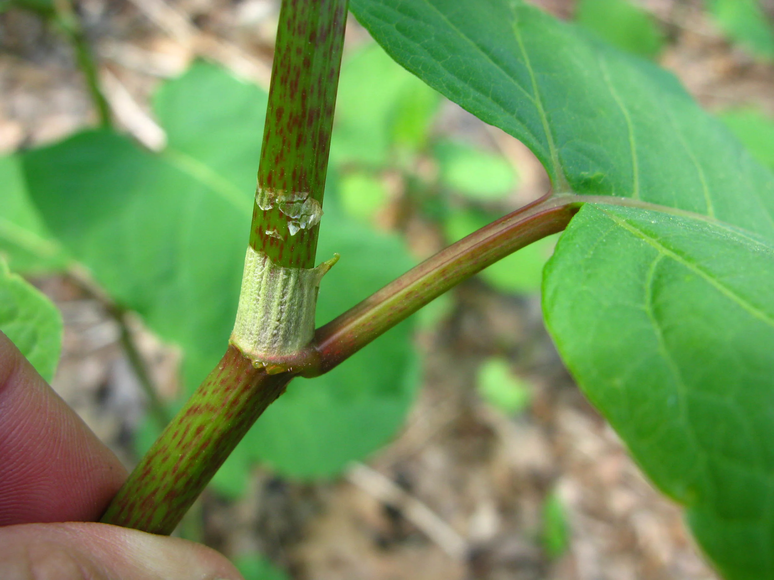 Ocrea - sheath at node typical of Polygonaceae