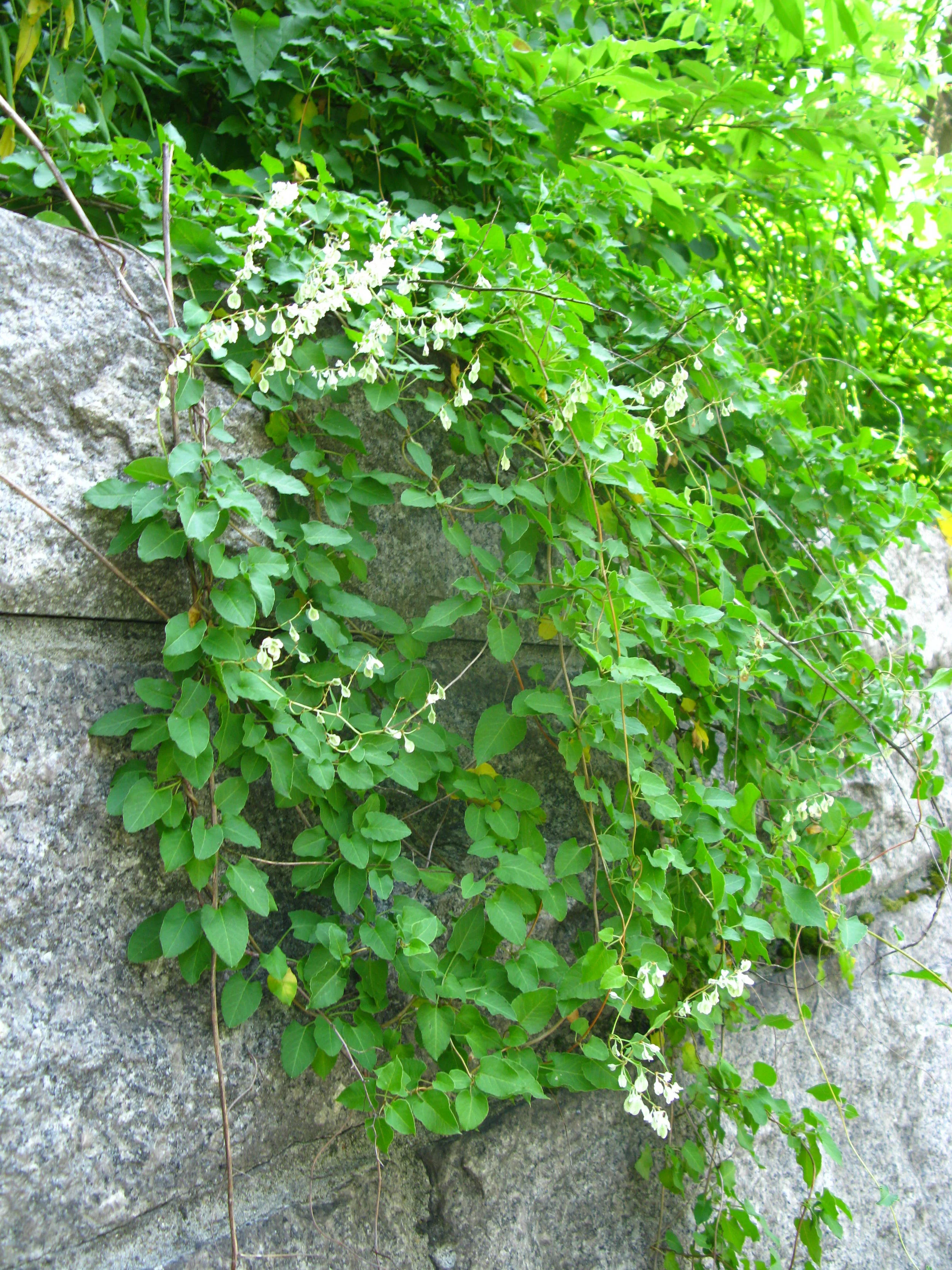 Fallopia baldschuanica Polygonaceae