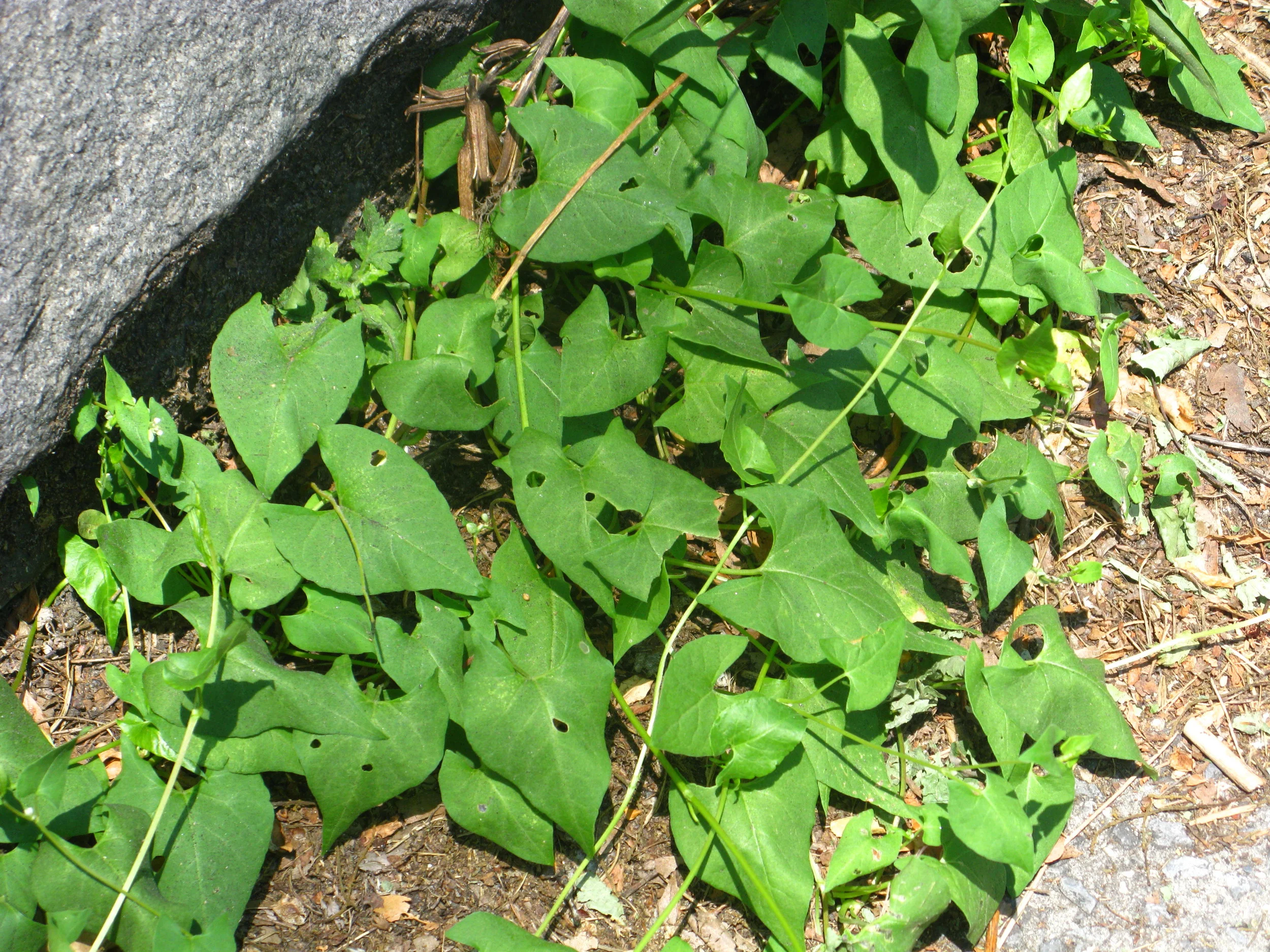 Fallopia scandens Polygonaceae