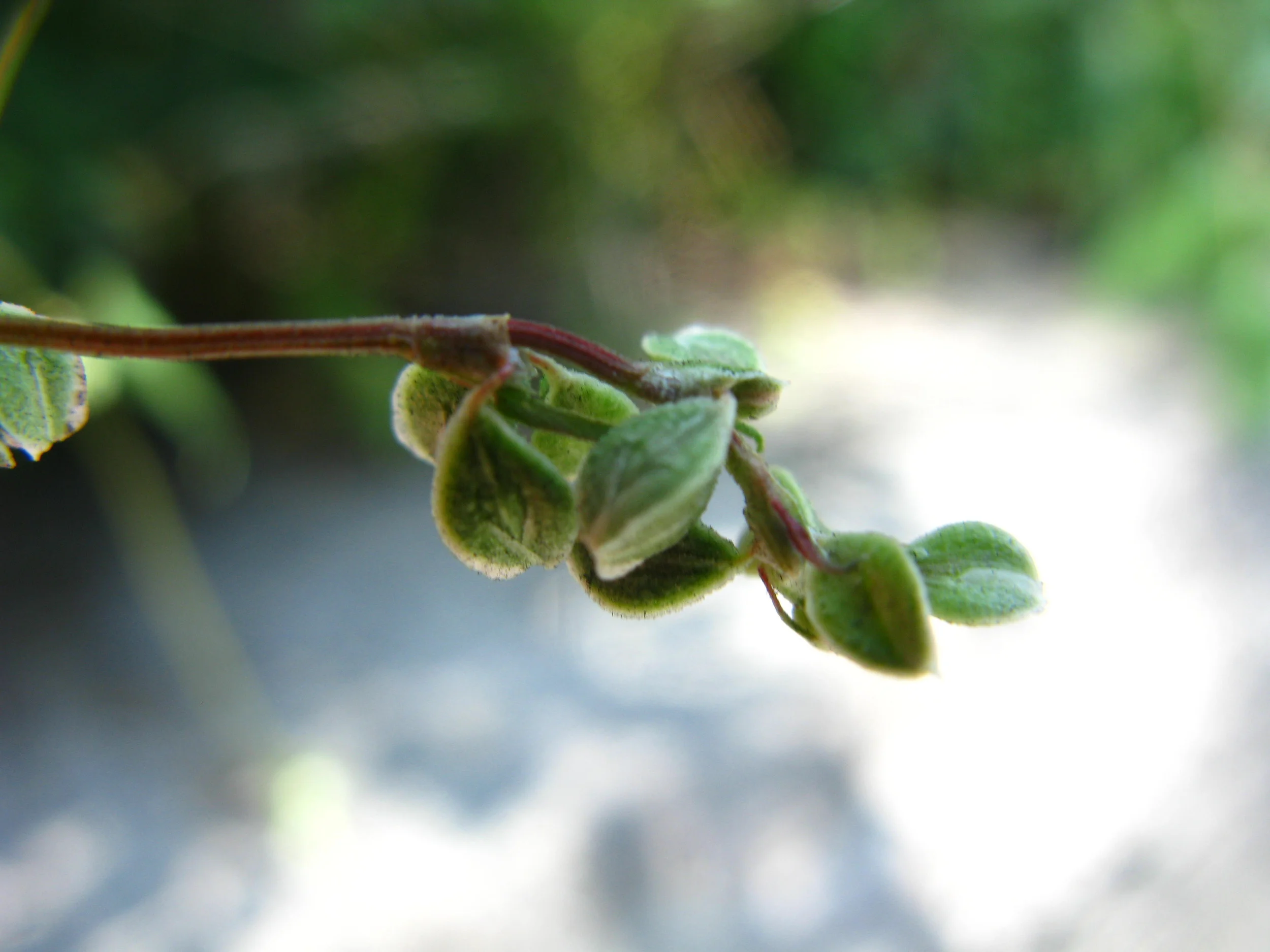 Fallopia scandens Polygonaceae