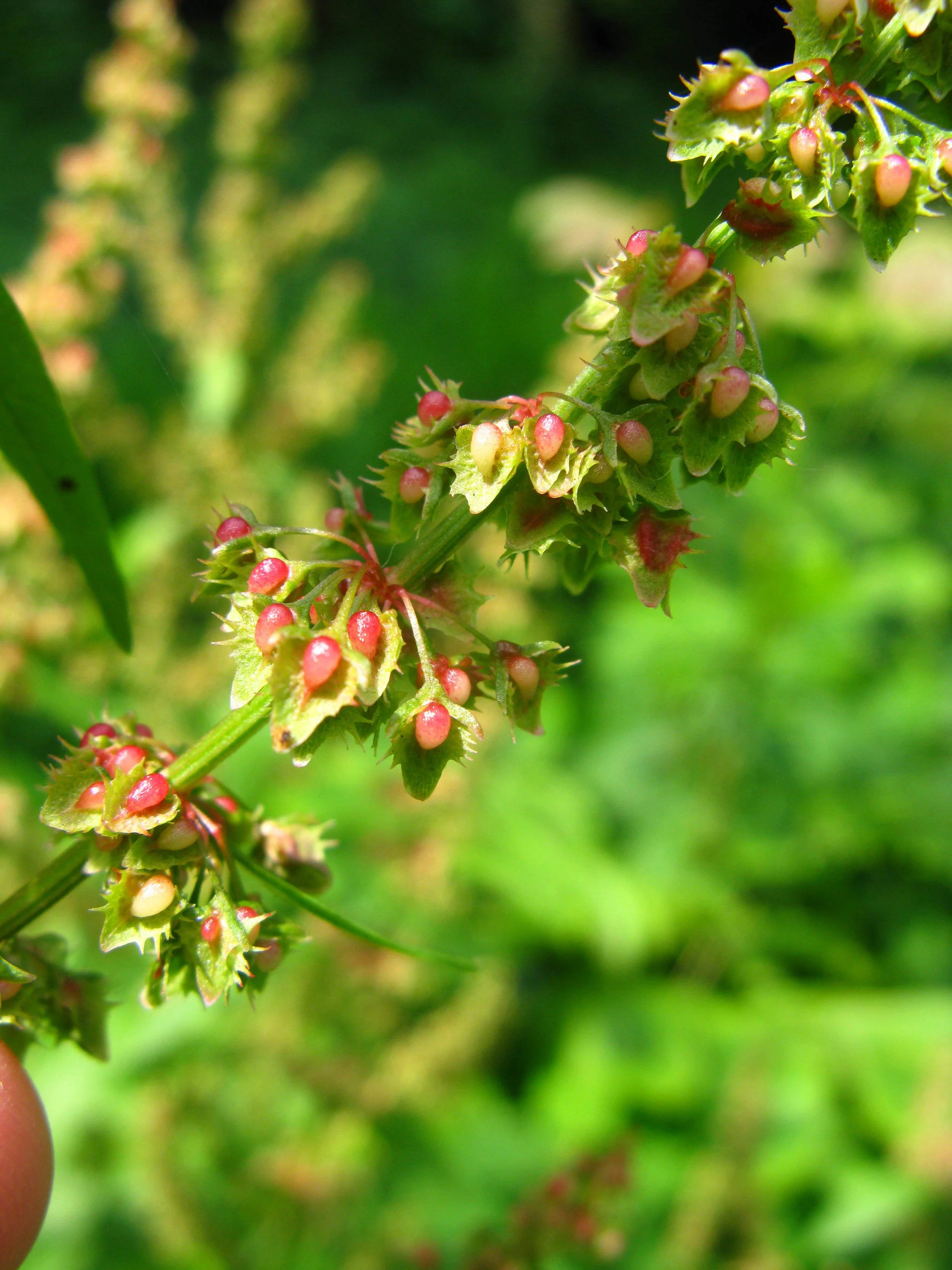 Rumex crispus Polygonaceae