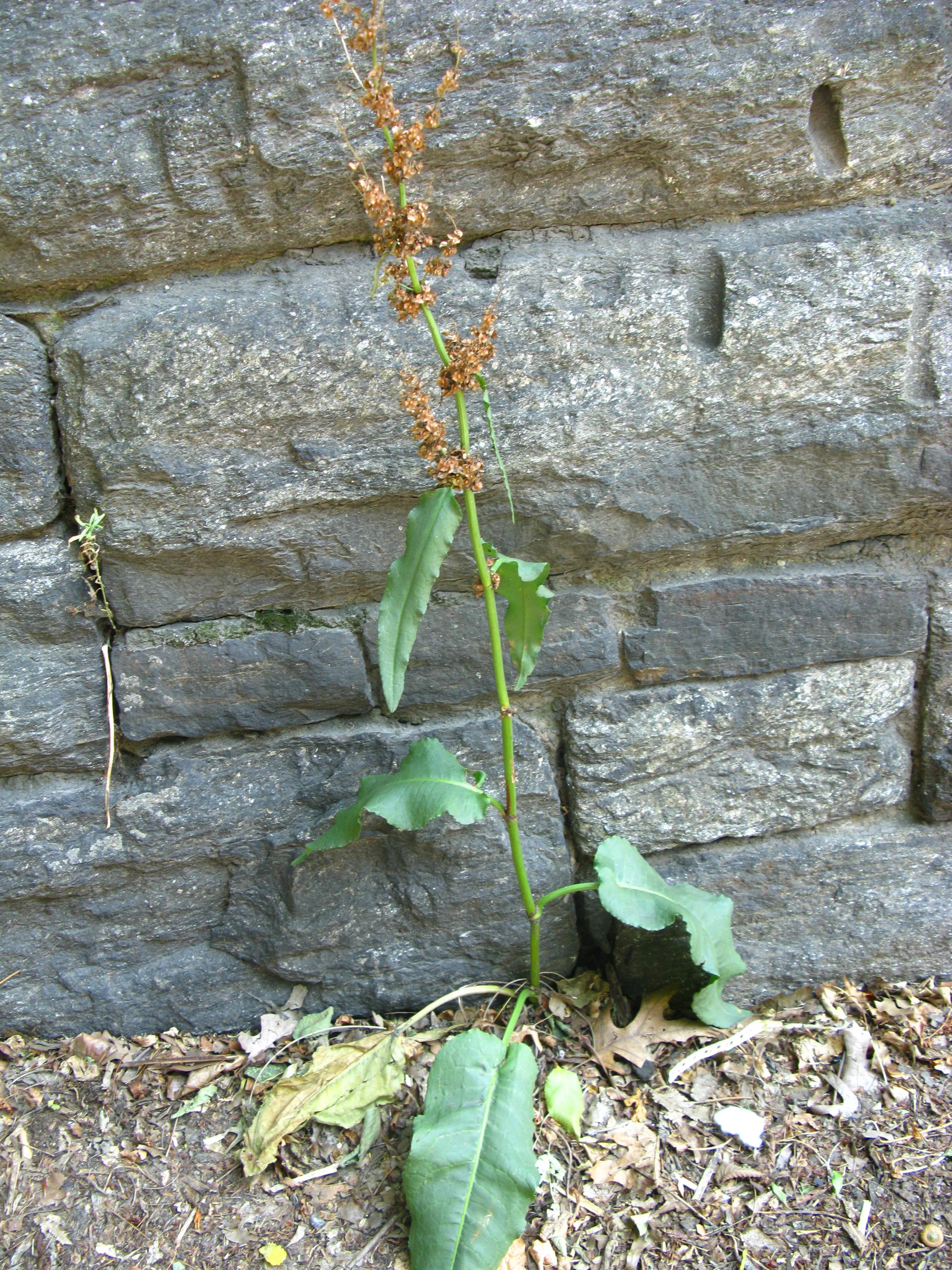 Rumex patientia Polygonaceae