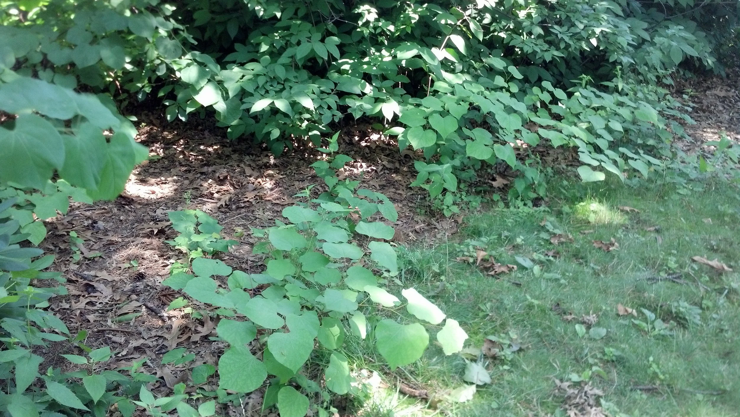 Redbud seedlings