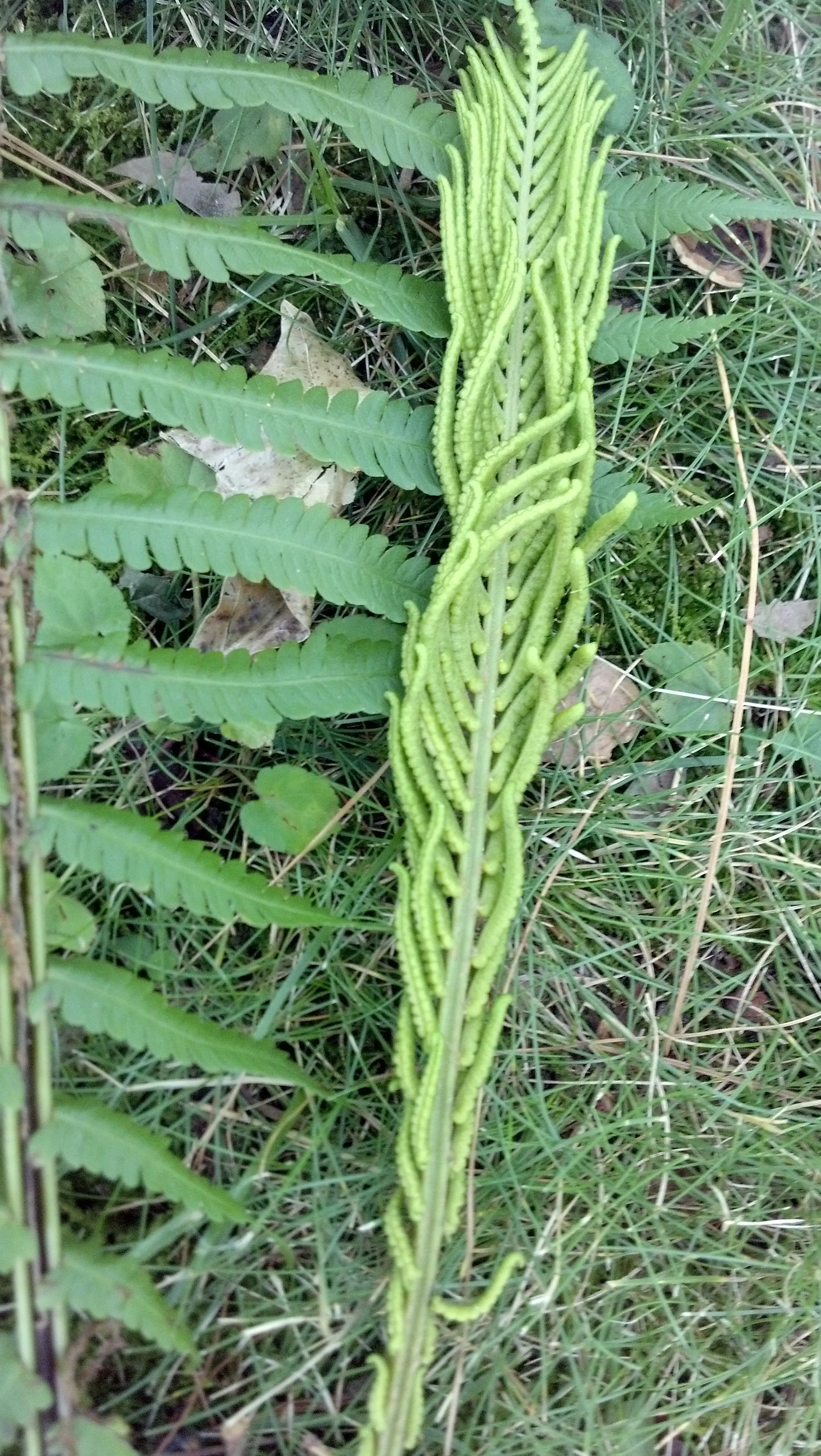 Ostrich fern fertile frond