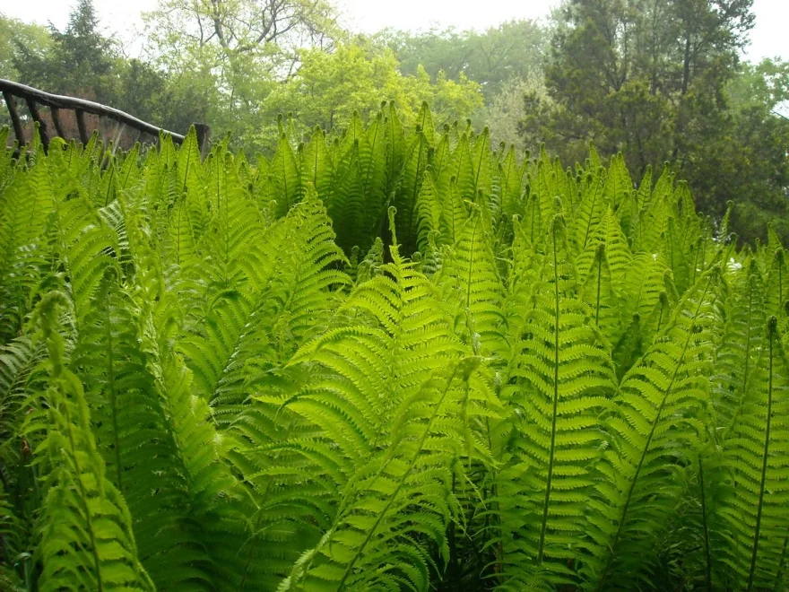 Matteuccia struthiopteris Onocleaceae