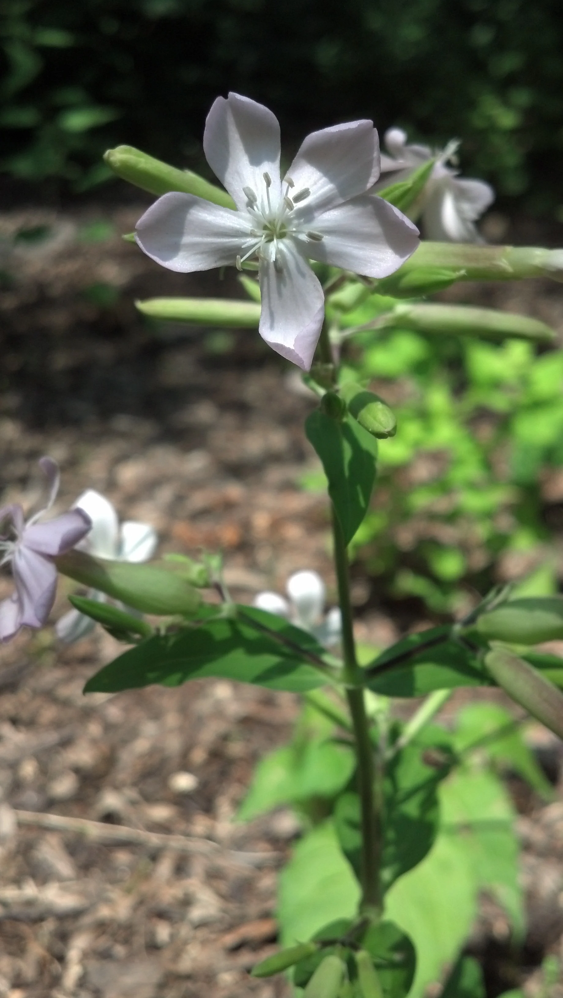 Saponaria officinalis Caryophyllaceae