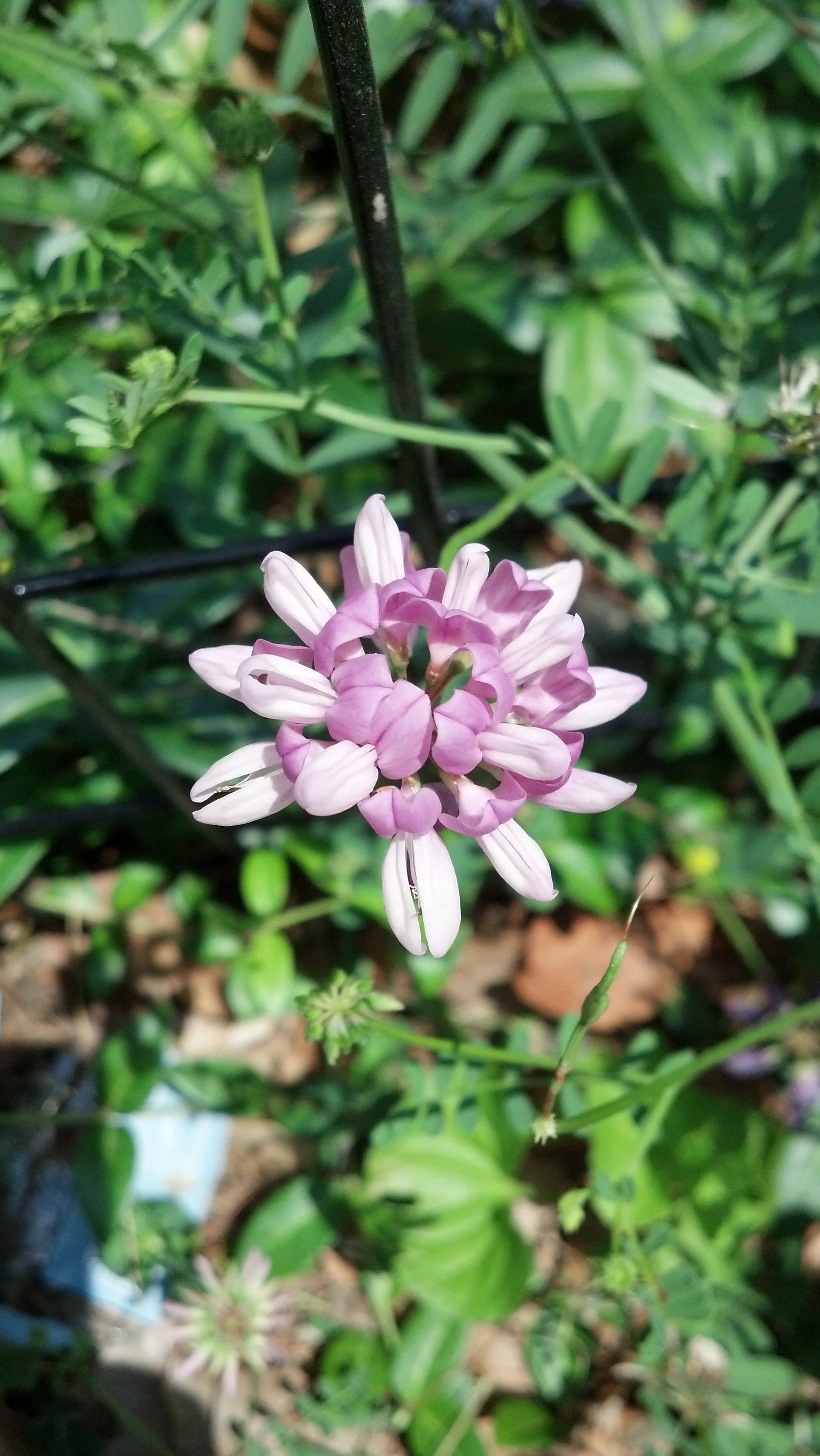 Securigera varia Fabaceae