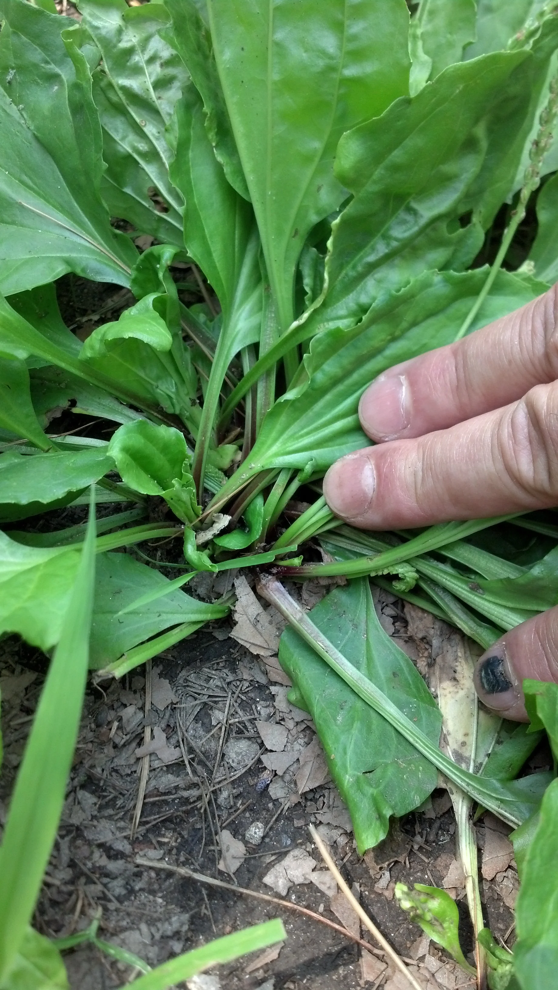Plantago rugelii Plantaginaceae