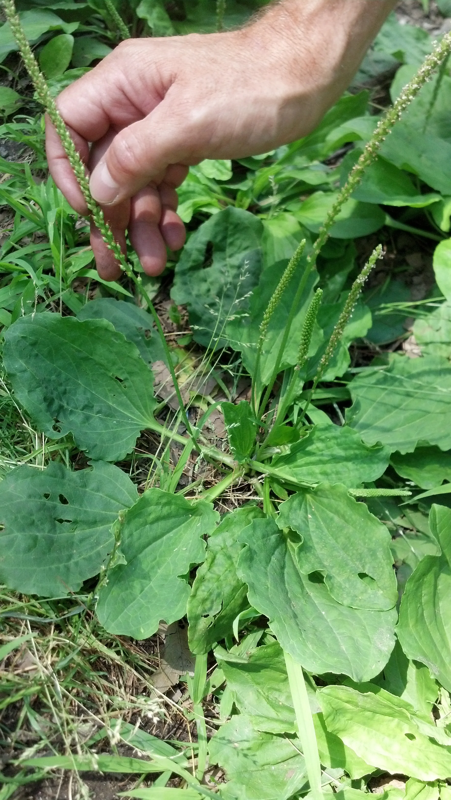 Plantago major Plantaginaceae