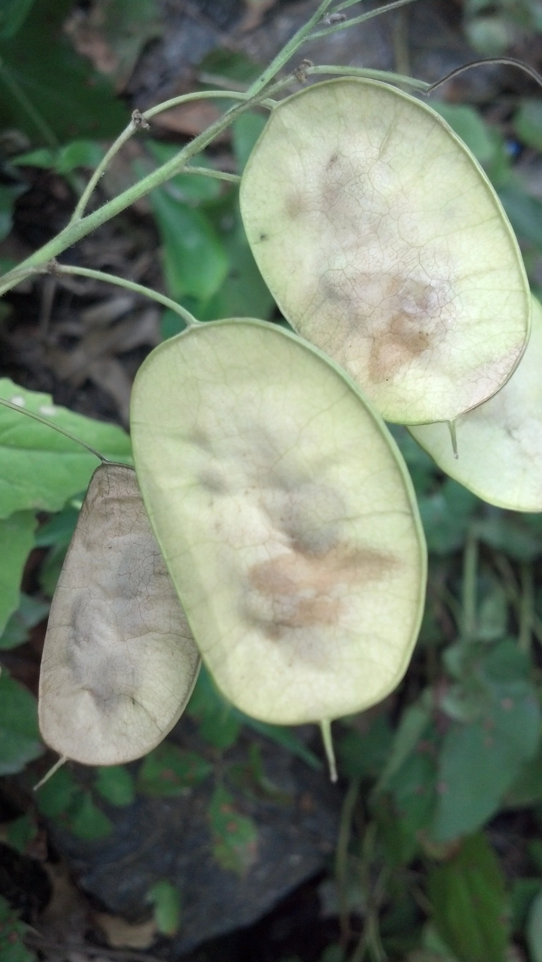 Lunaria annua Brassicaceae